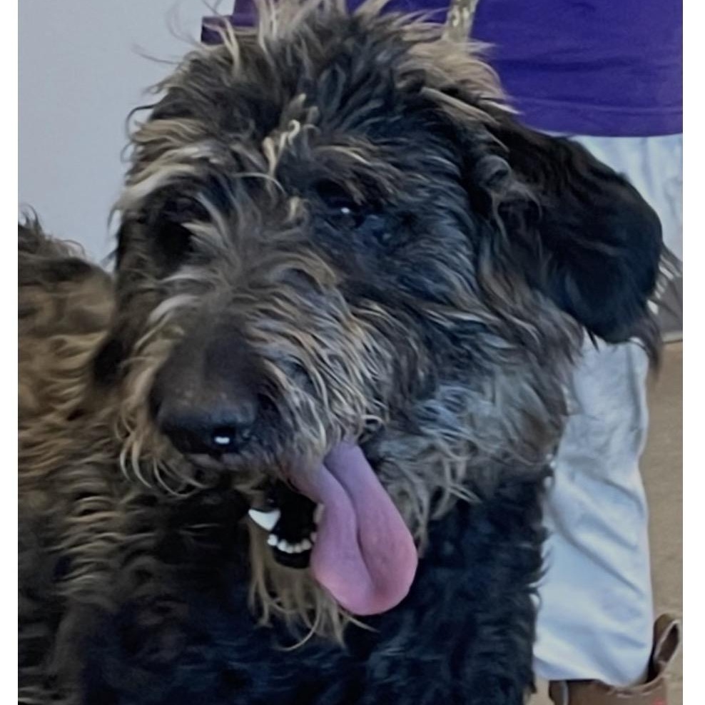 Enlarge Chewy, an adopted mixed breed in Wando, SC image 3/3