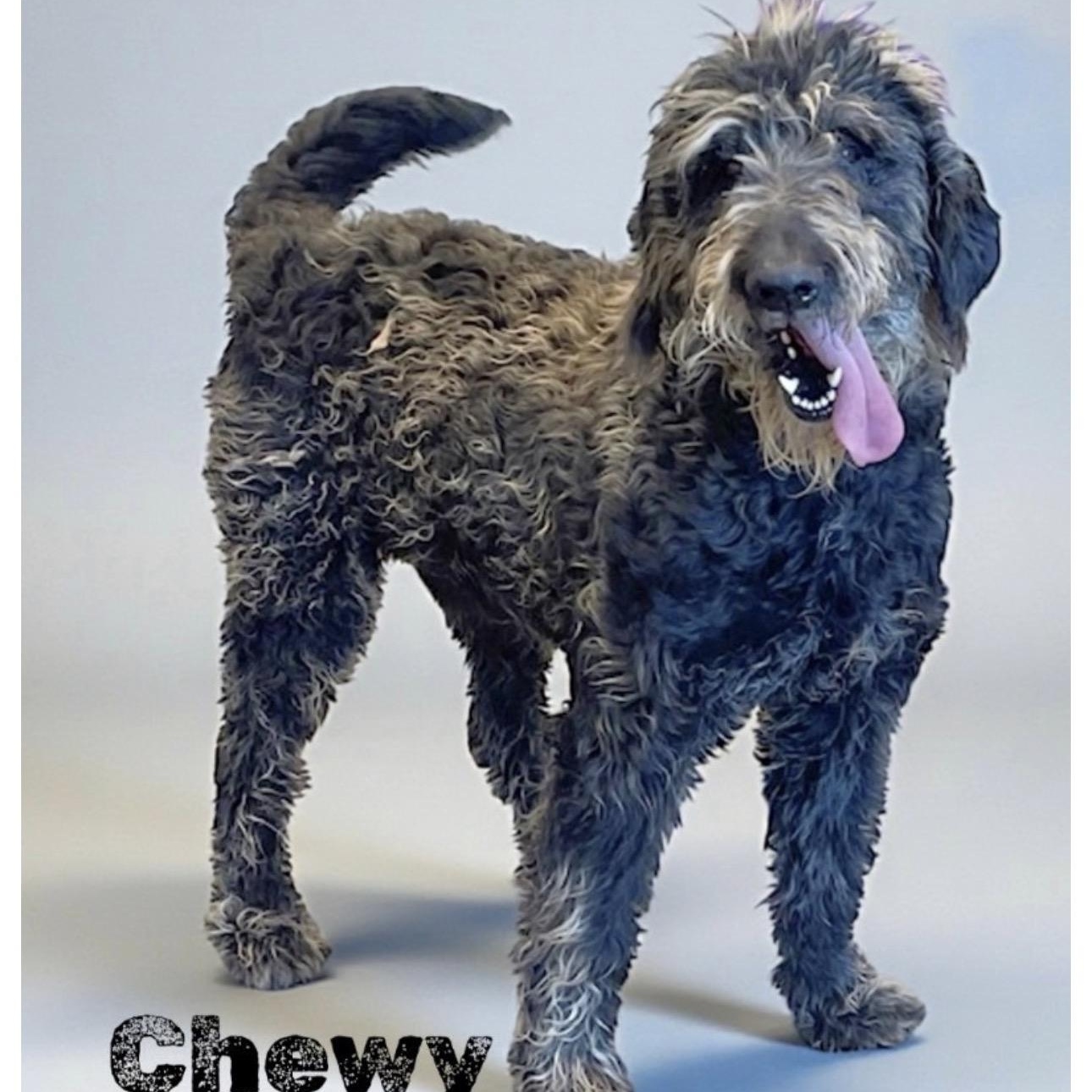 Enlarge Chewy, an adopted mixed breed in Wando, SC image 1/3