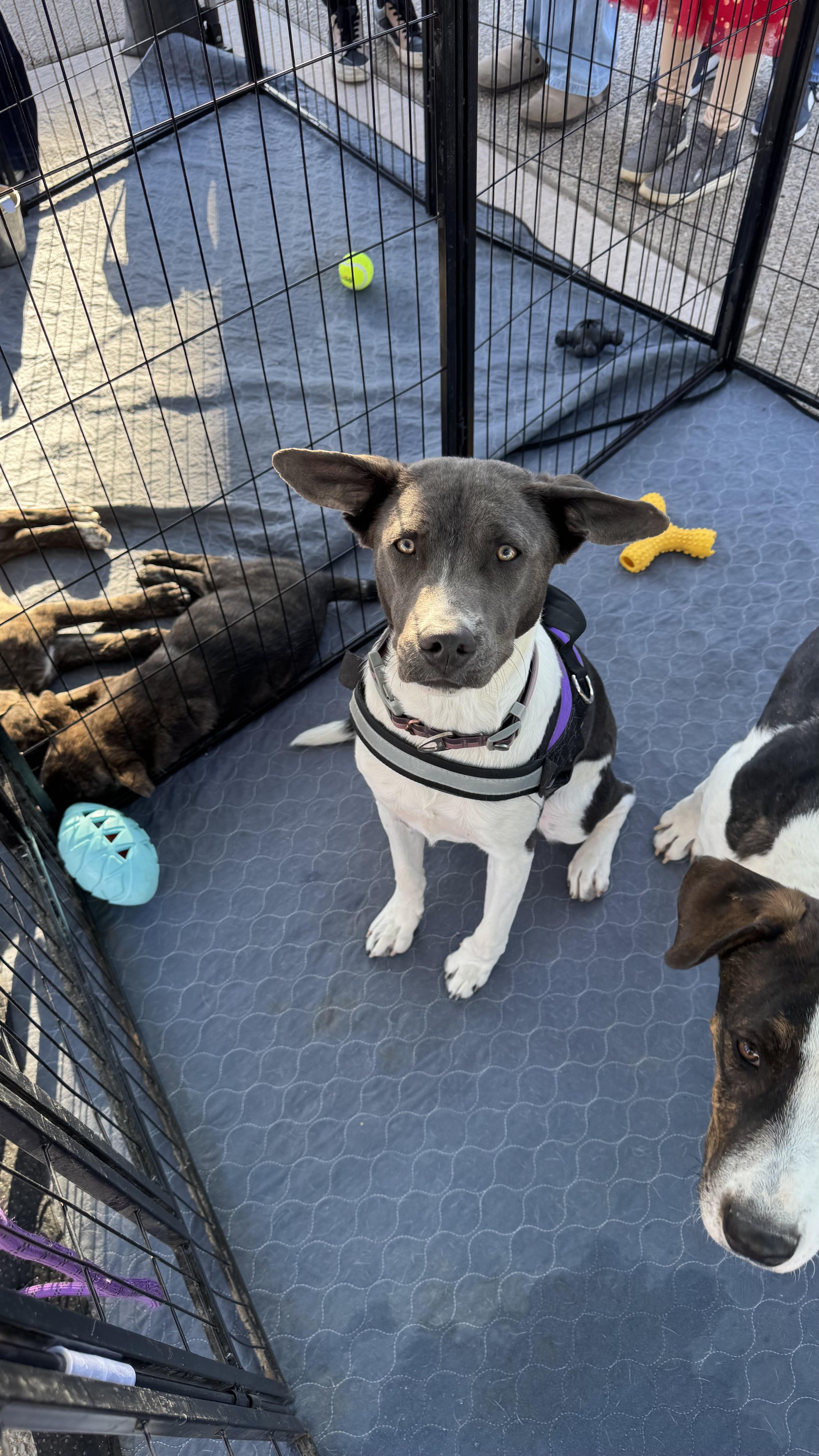 Donut, Adoptable, Young Male Mixed Breed.