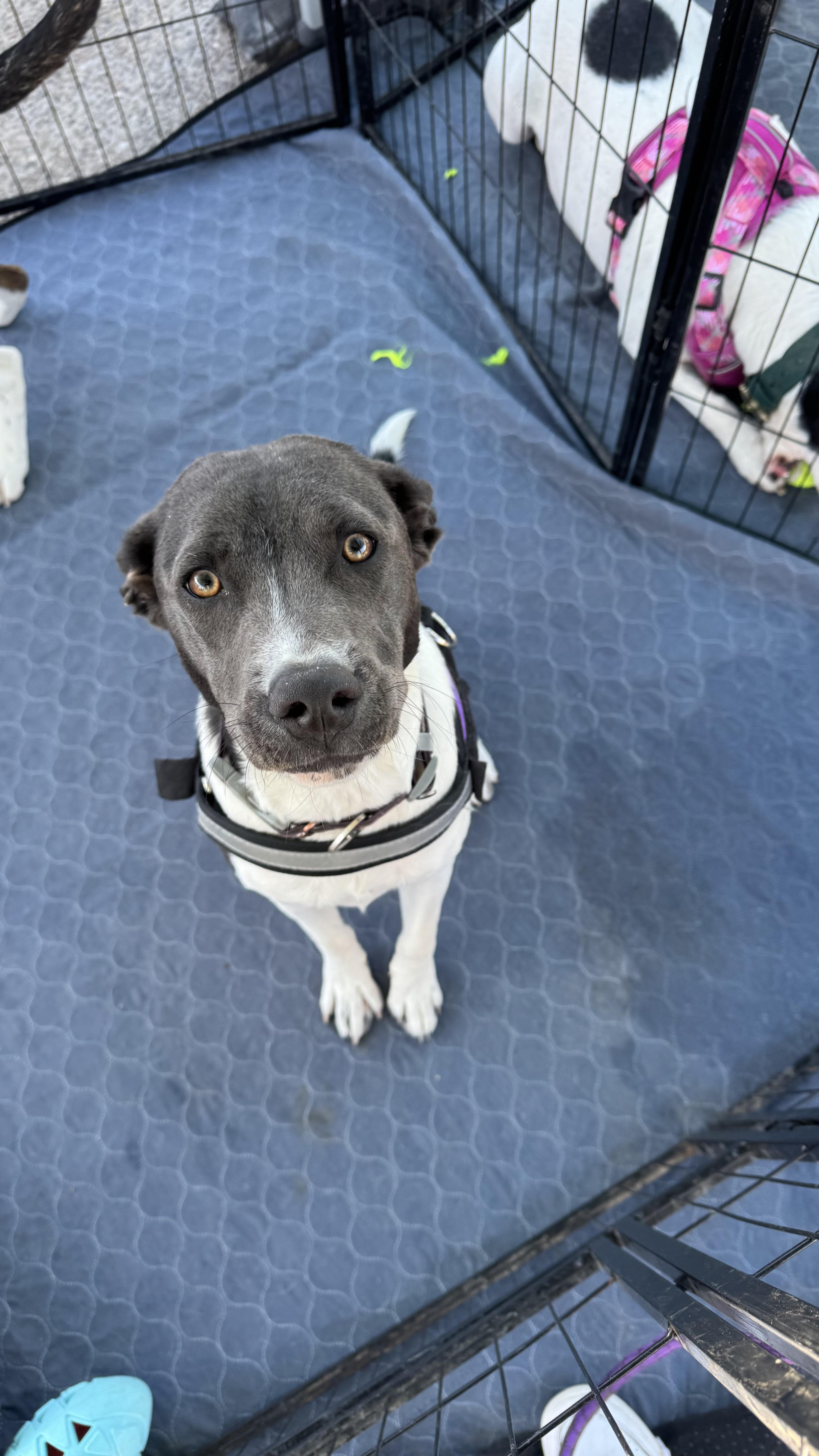 Enlarge Donut, a Adoptable mixed breed in Rio Rancho, NM image 2/2