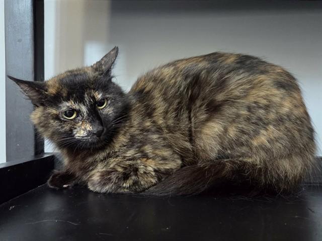 NORA, Adoptable, Young Female Domestic Medium Hair.