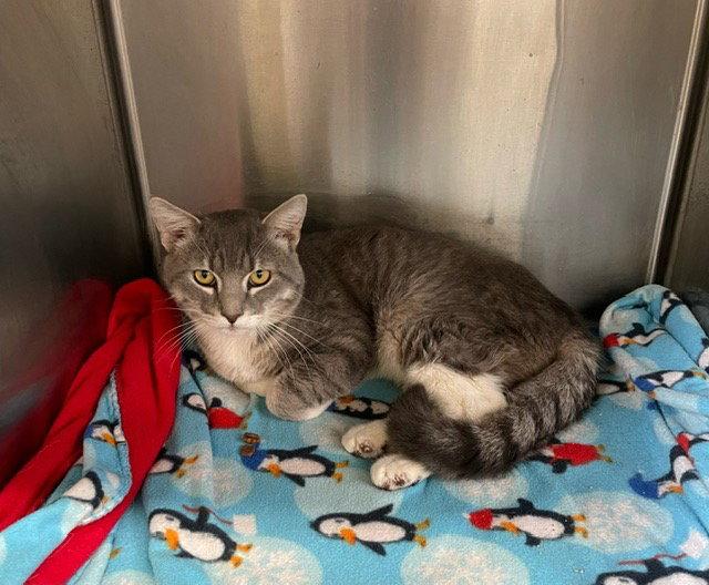Simon - Gray & White Tabby - in foster care, Adoptable, Adult Male Domestic Short Hair.