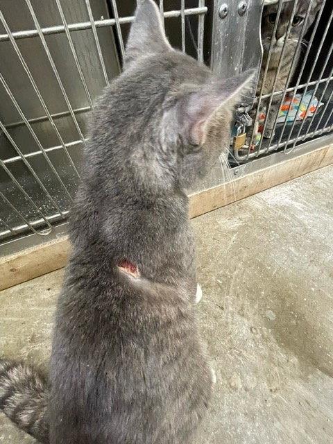 Enlarge Simon - Gray & White Tabby - in foster care, a Adoptable Domestic Short Hair in Mitchell, SD image 2/3