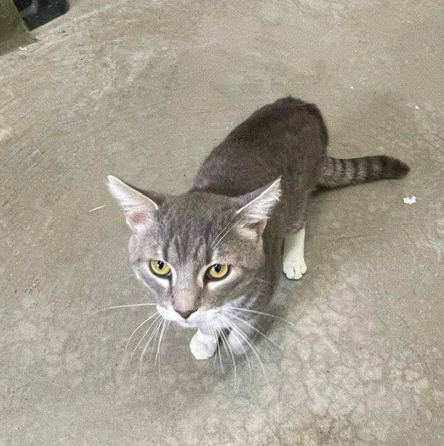 Enlarge Simon - Gray & White Tabby - in foster care, a Adoptable Domestic Short Hair in Mitchell, SD image 3/3