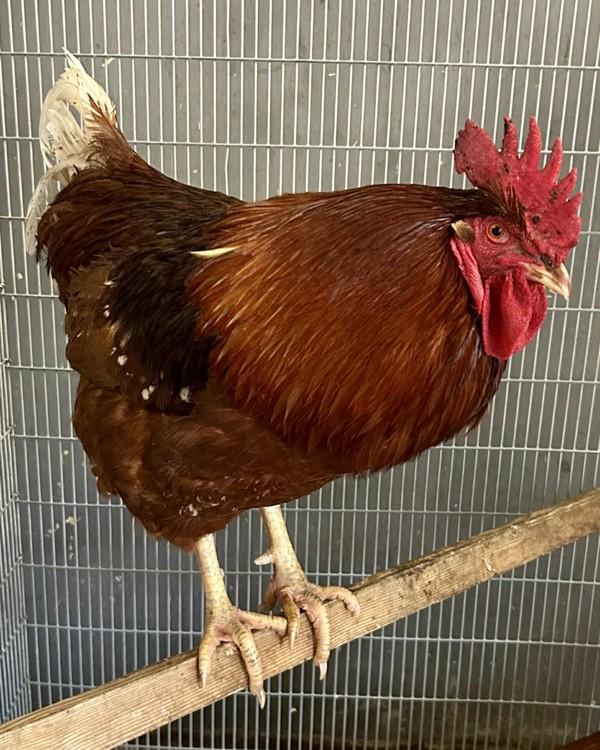 Enlarge Walter, a Adoptable mixed breed in Novato, CA image 1/5