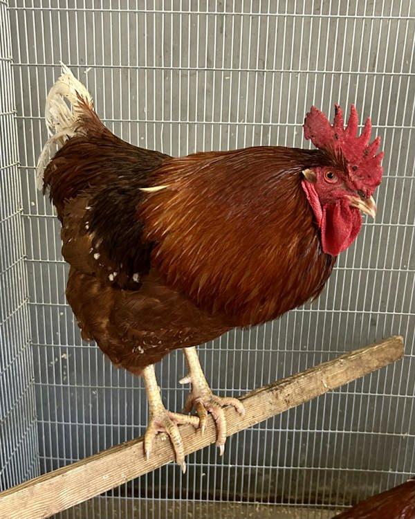 Enlarge Walter, a Adoptable mixed breed in Novato, CA image 2/3