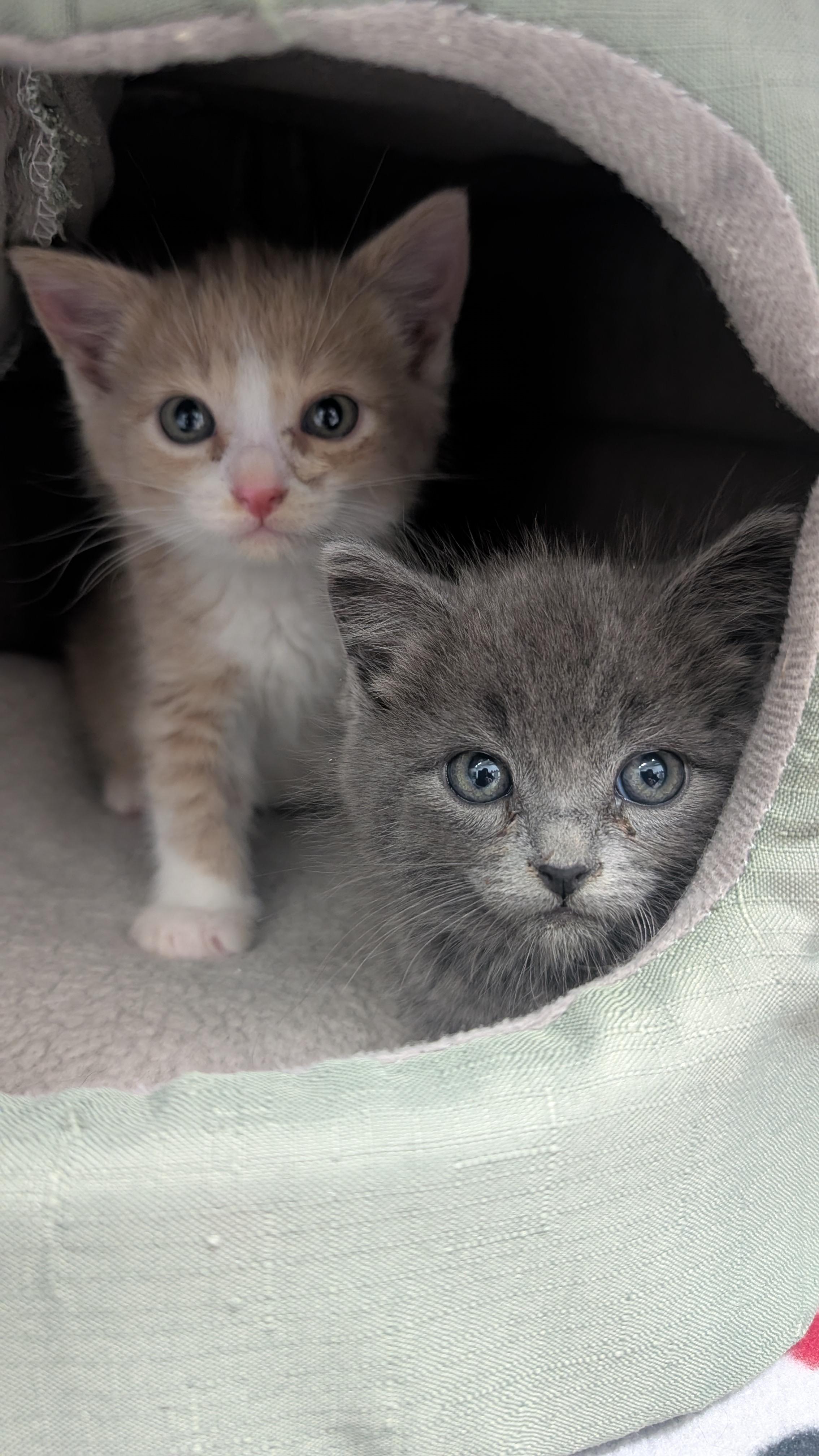 Martin, a Adoptable Domestic Short Hair in New Ulm, MN image 5/5
