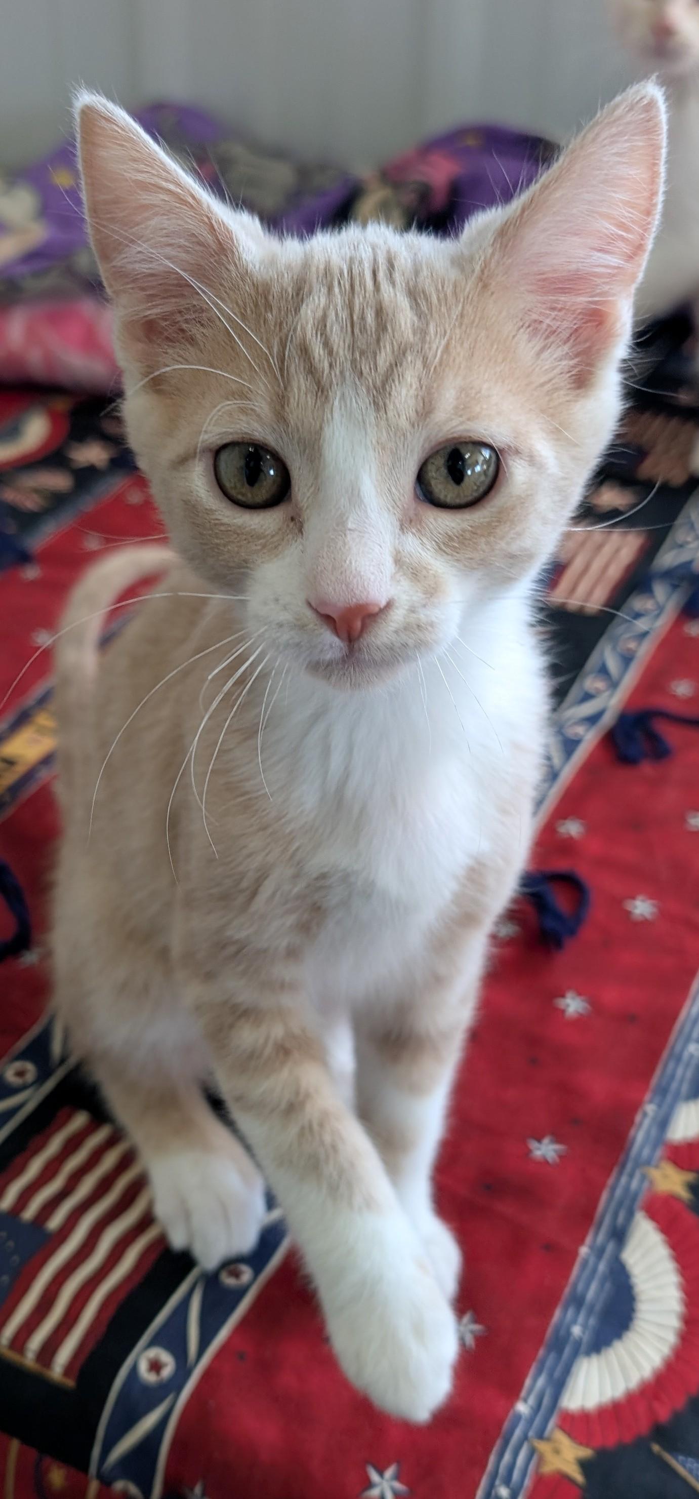 Martin, a Adoptable Domestic Short Hair in New Ulm, MN image 2/5