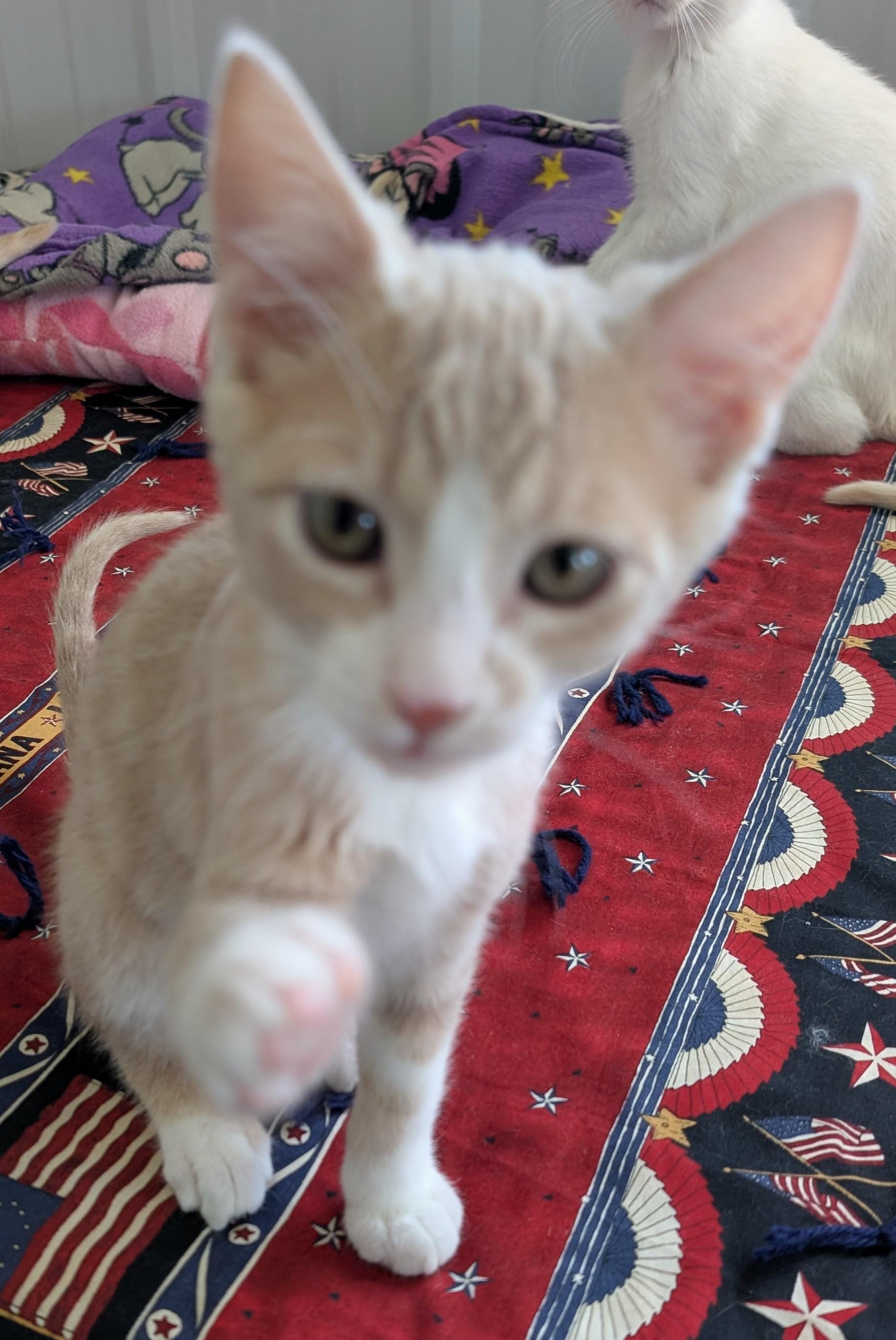 Martin, a Adoptable Domestic Short Hair in New Ulm, MN image 3/5