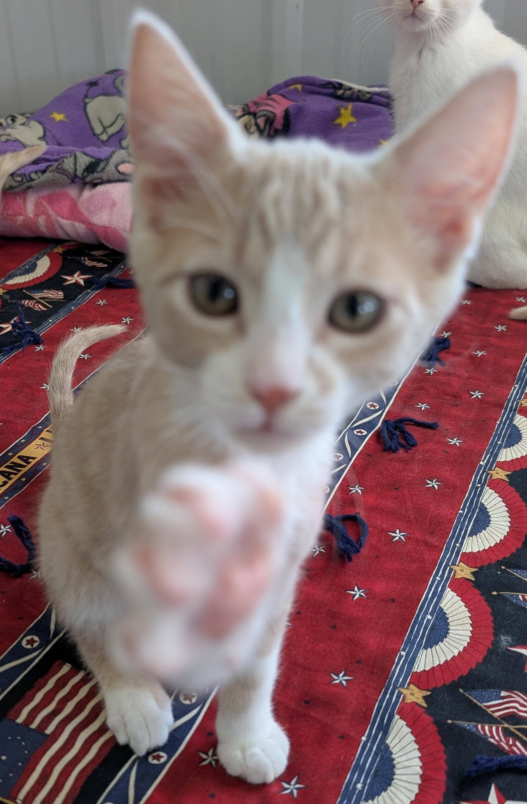 Martin, a Adoptable Domestic Short Hair in New Ulm, MN image 4/5