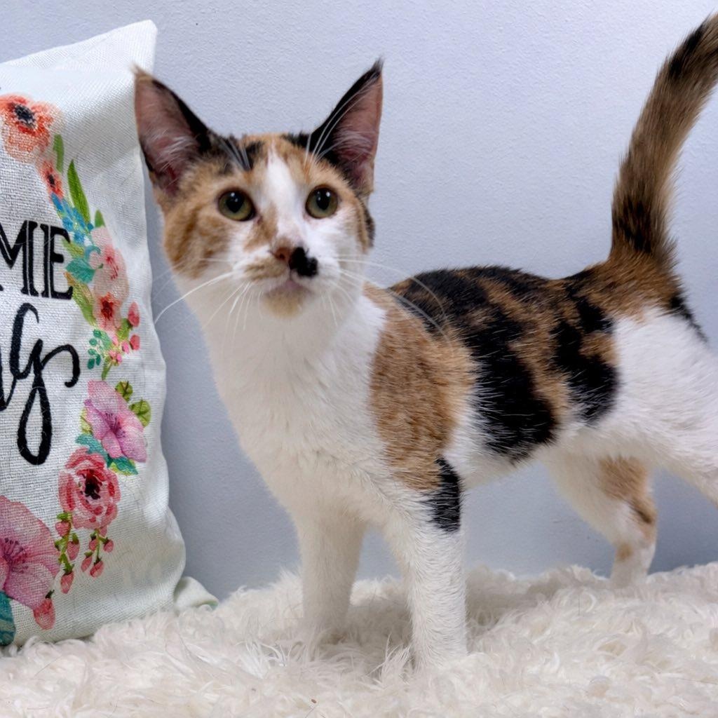 Dolly, a ADOPTABLE Domestic Short Hair in Effingham, IL image 1/3