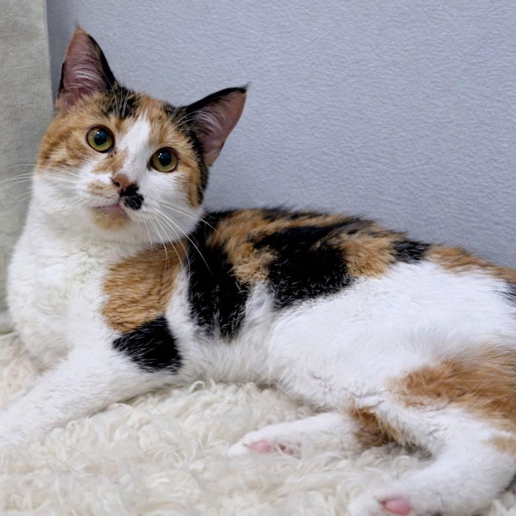 Dolly, a ADOPTABLE Domestic Short Hair in Effingham, IL image 2/3