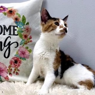 Dolly, a ADOPTABLE Domestic Short Hair in Effingham, IL image 3/3
