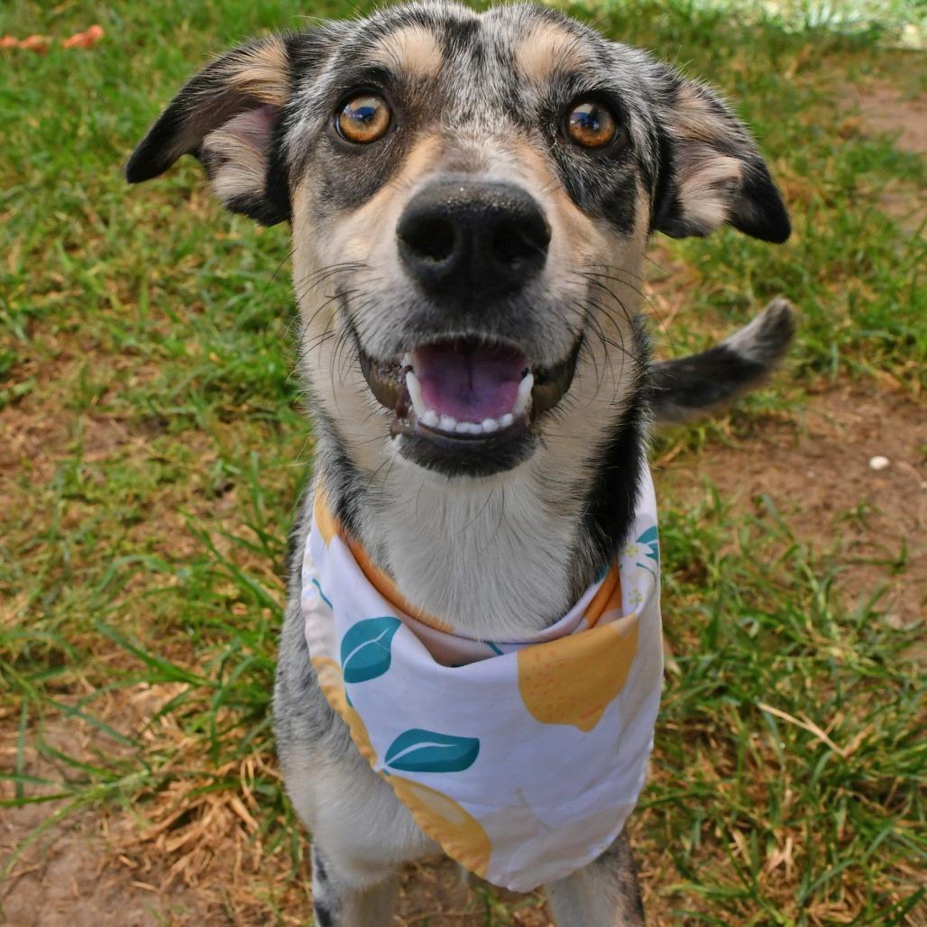 Lady Bug, Adoptable, Adult Female Australian Cattle Dog / Blue Heeler & Border Collie.
