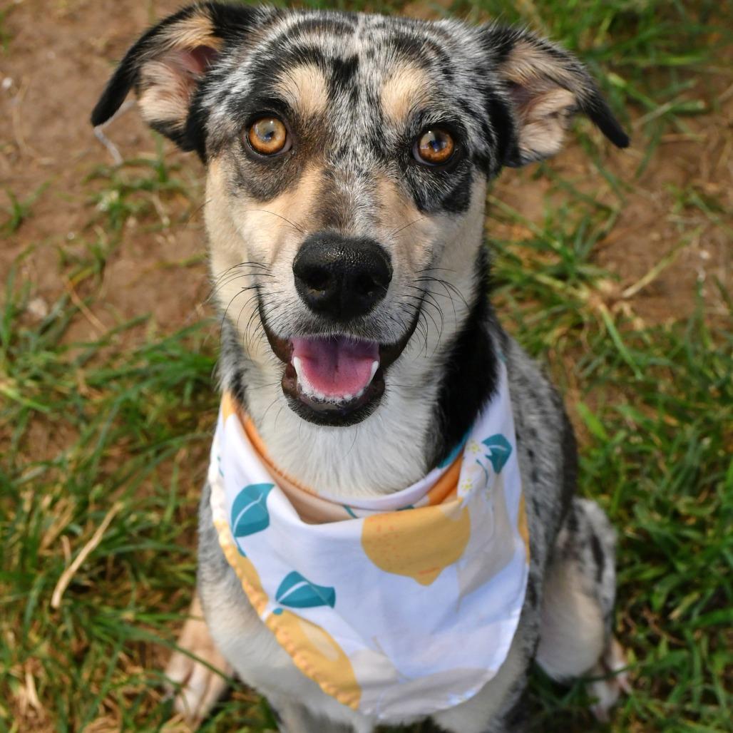 Enlarge Lady Bug, a Adoptable mixed breed in Beaumont, TX image 2/6