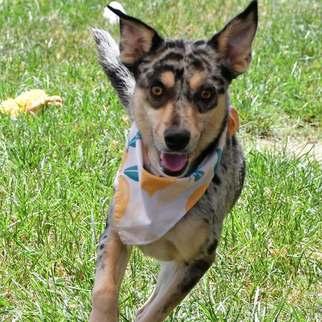 Enlarge Lady Bug, a Adoptable mixed breed in Beaumont, TX image 3/6