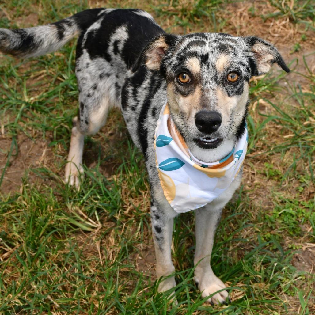 Enlarge Lady Bug, a Adoptable mixed breed in Beaumont, TX image 5/6