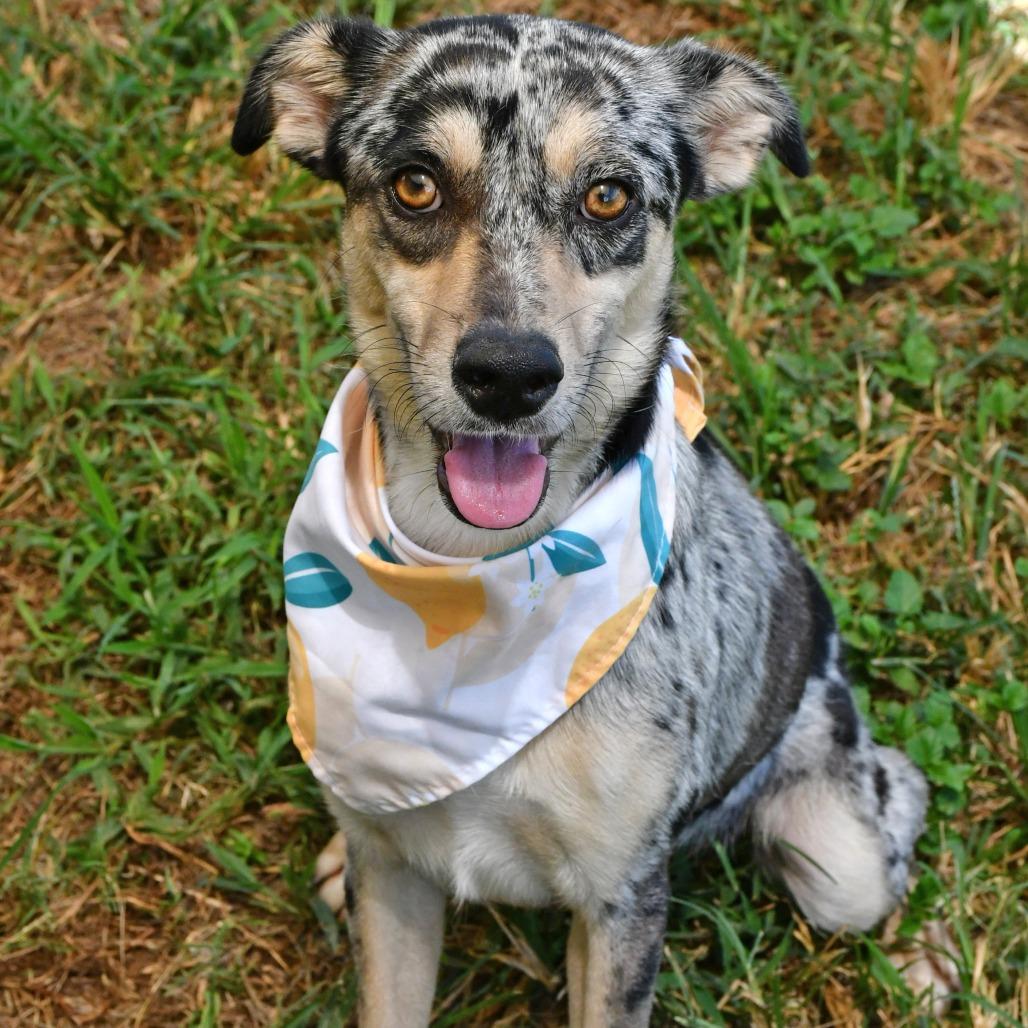 Enlarge Lady Bug, a Adoptable mixed breed in Beaumont, TX image 6/6