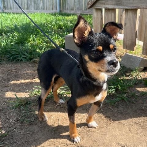 Looking for a new fur baby Look no further than Miss Maizel This little lady is the perfect additi