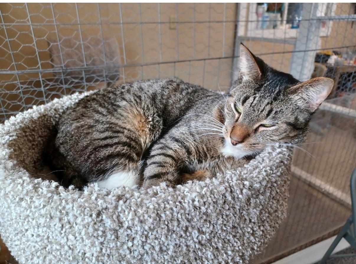 Enlarge Boots, a Adoptable Domestic Short Hair in Walworth, WI image 2/2