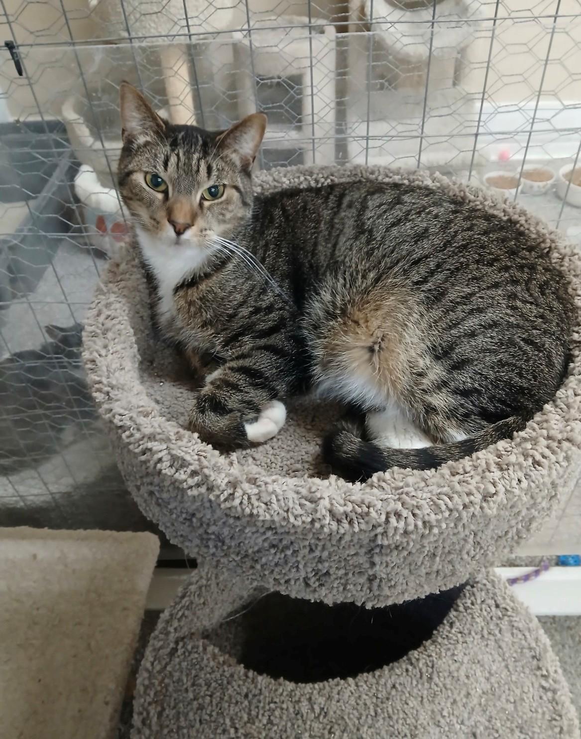Boots, Adoptable, Adult Male Domestic Short Hair.