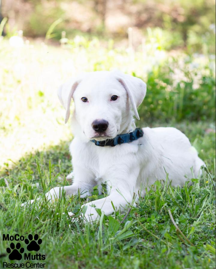 Timer, ADOPTABLE, Puppy Male Great Pyrenees.
