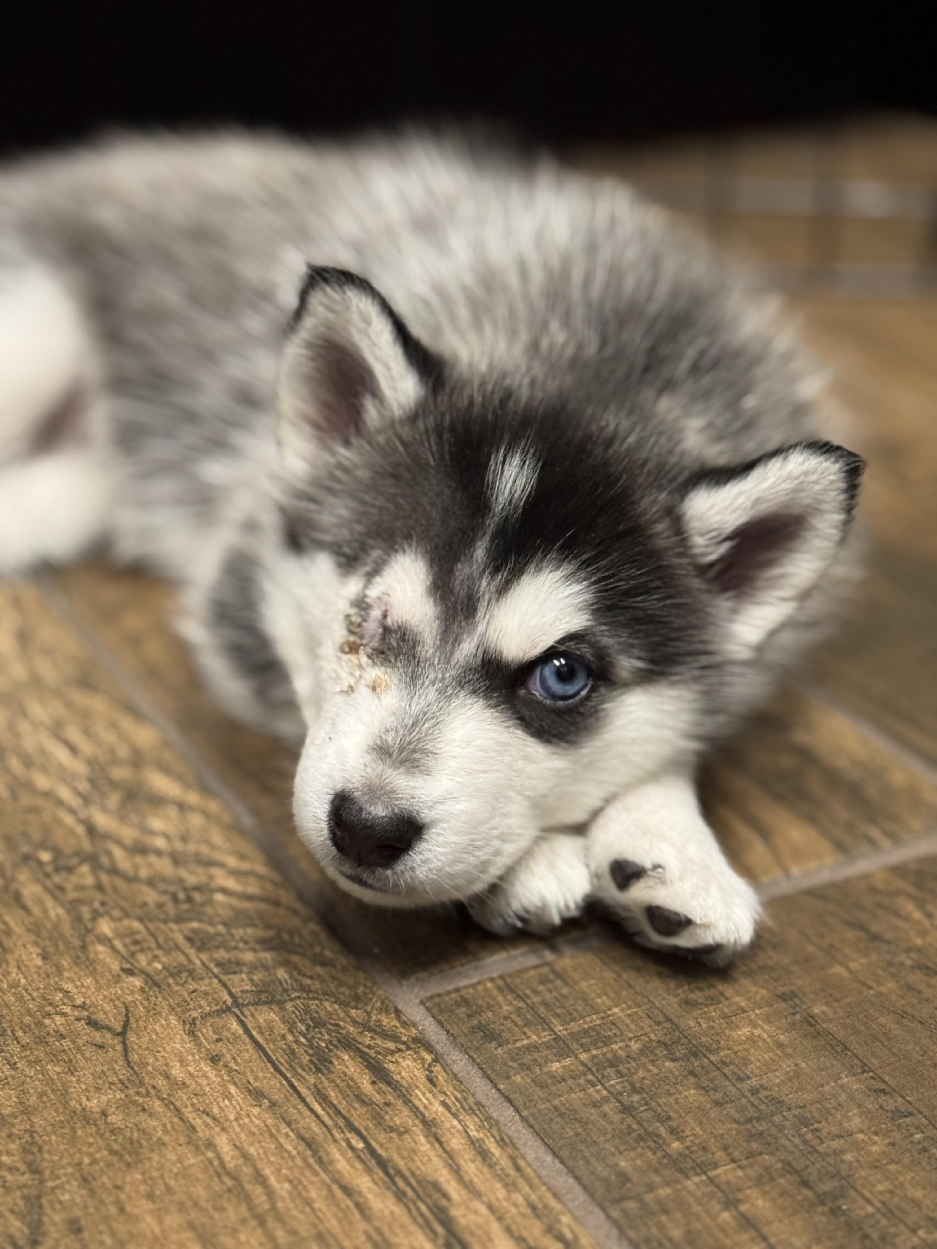 Franchesca (Frankie), a Adopted Husky in Cibolo, TX image 1/2