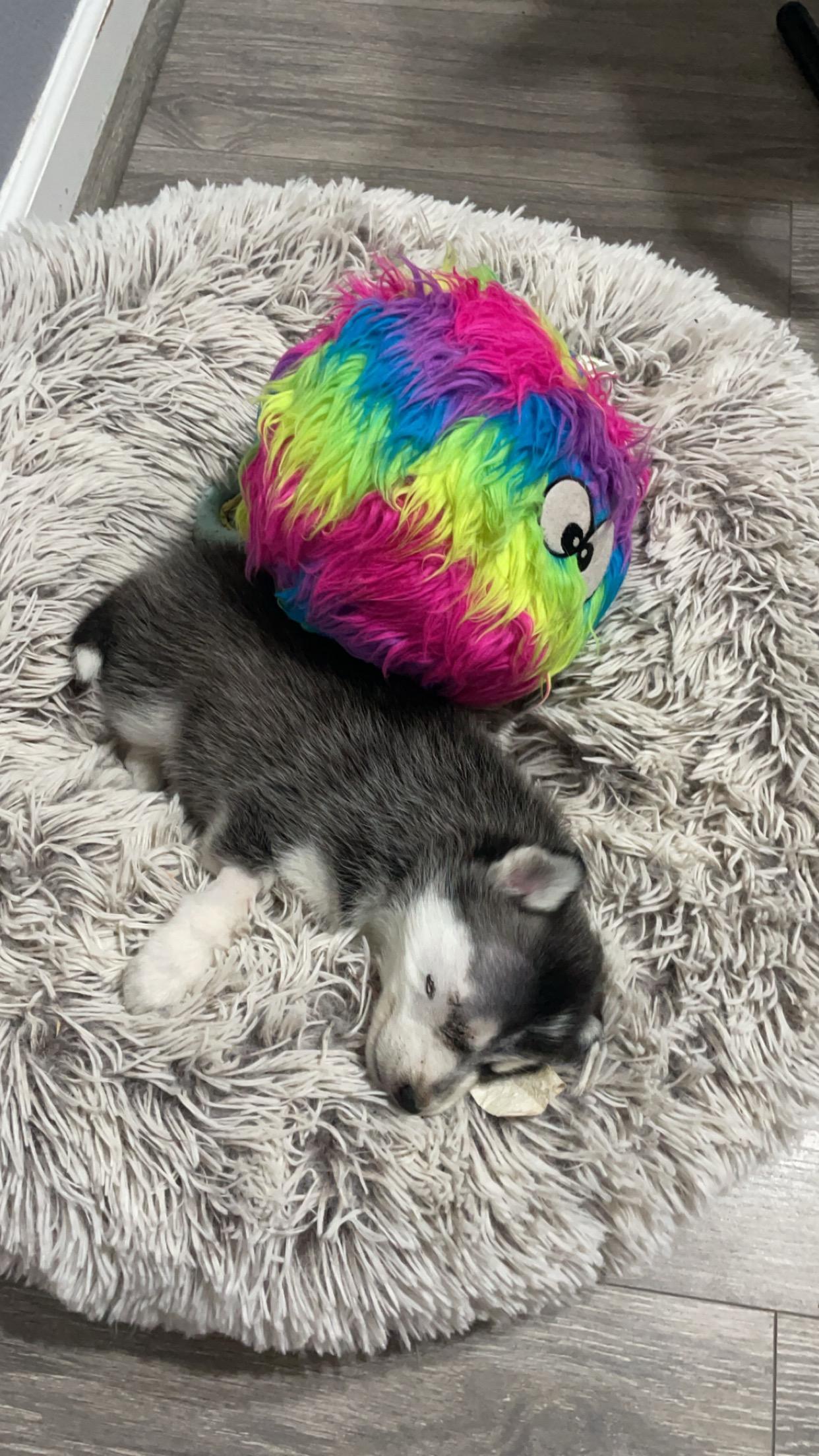 Franchesca (Frankie), a Adopted Husky in Cibolo, TX image 2/2