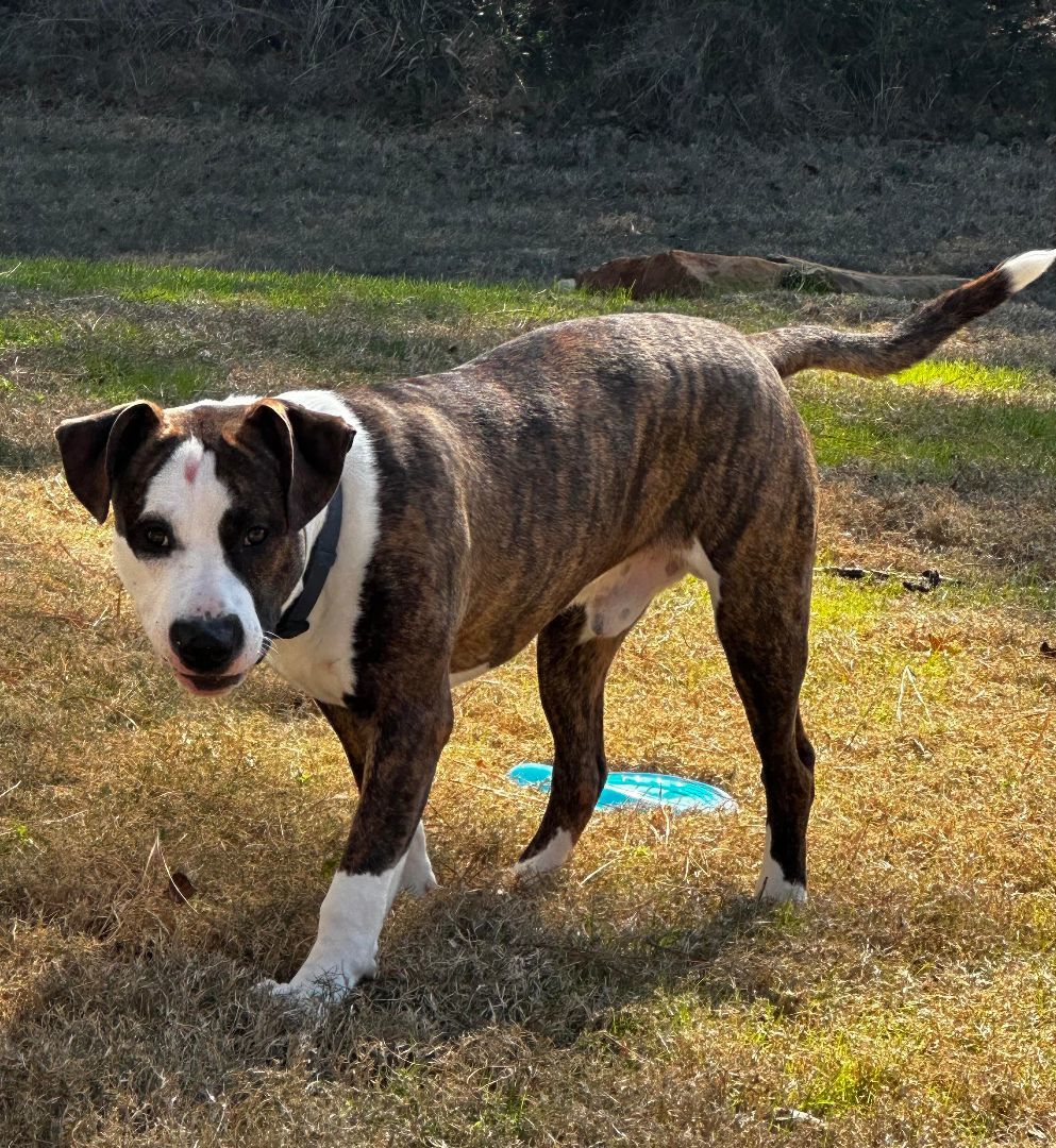 Noodles, Adoptable, Young Male Pit Bull Terrier & Boxer.