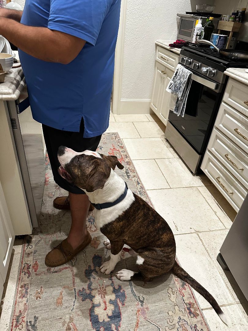 Noodles, a Adoptable mixed breed in Brookshire, TX image 2/2