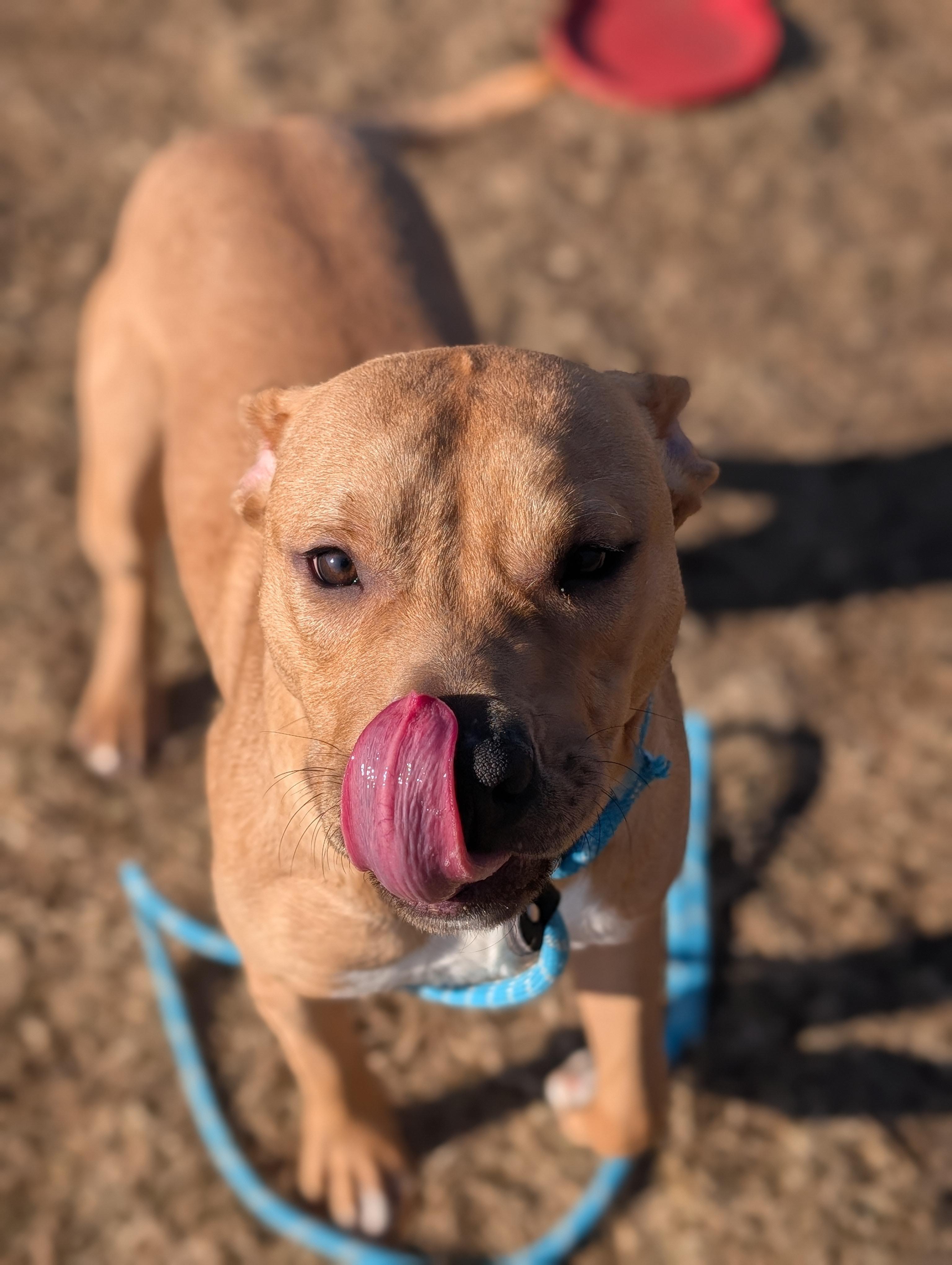 Enlarge Chucky- Long Timer Special!, a Adoptable mixed breed in Cedar Rapids, IA image 3/6