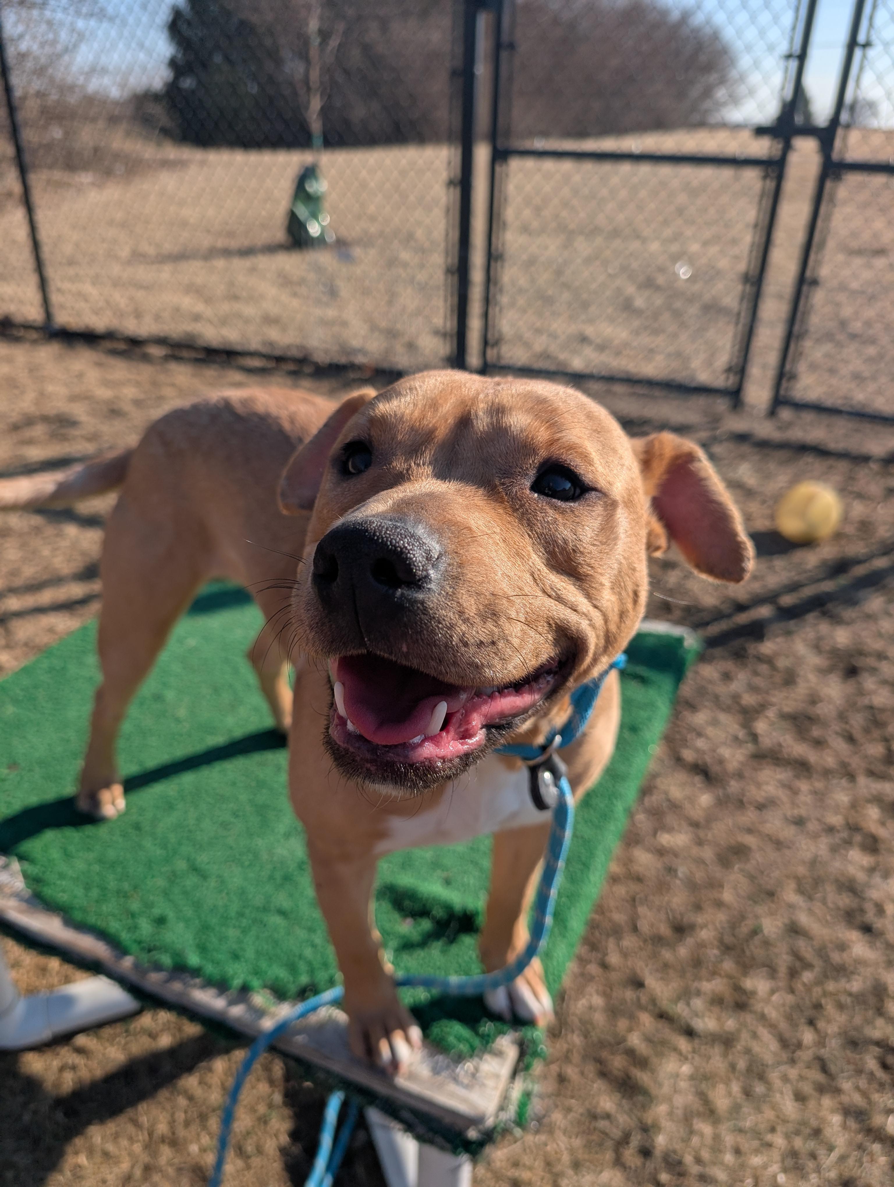 Enlarge Chucky- Long Timer Special!, a Adoptable mixed breed in Cedar Rapids, IA image 2/6