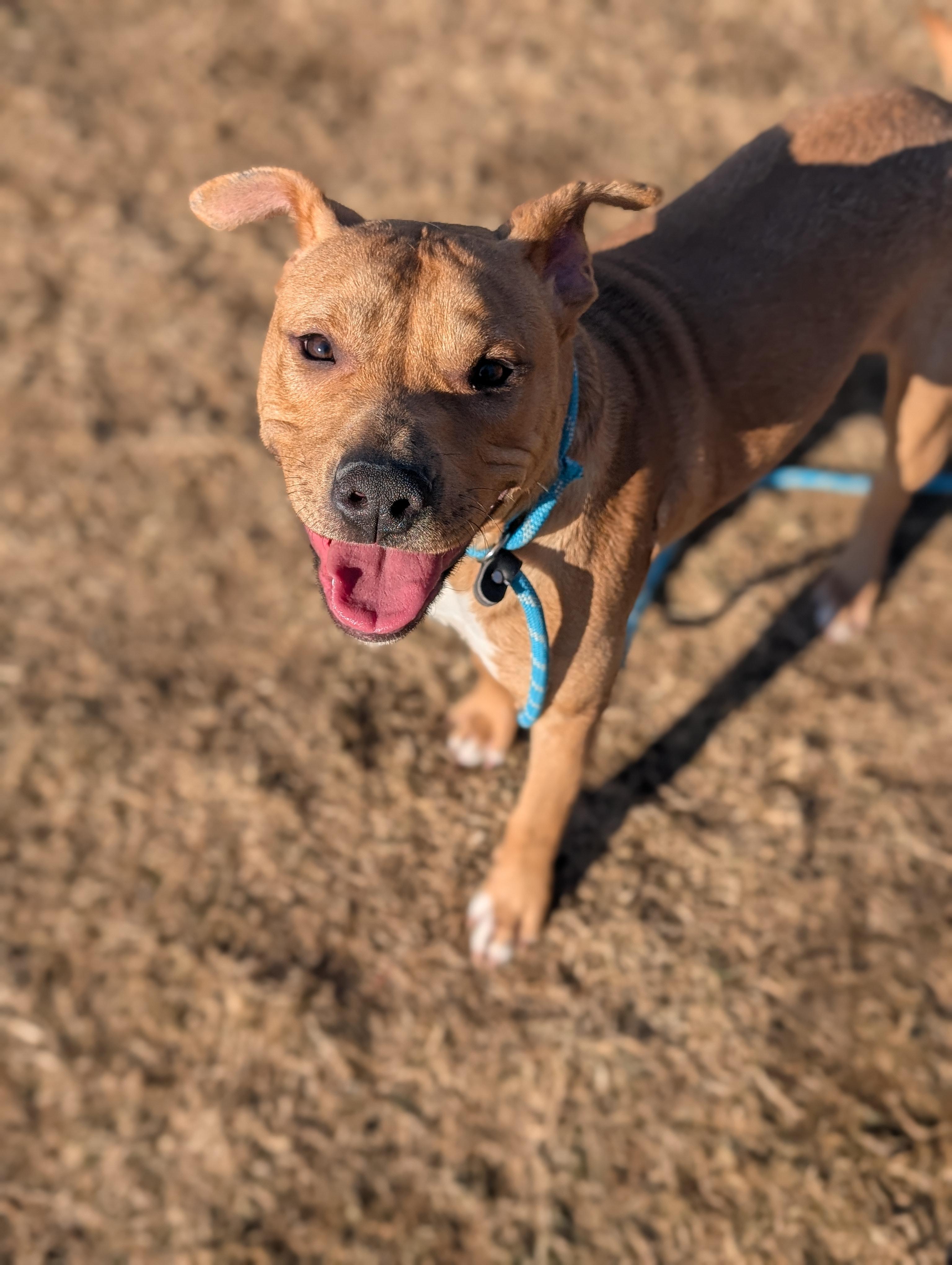Enlarge Chucky- Long Timer Special!, a Adoptable mixed breed in Cedar Rapids, IA image 6/6