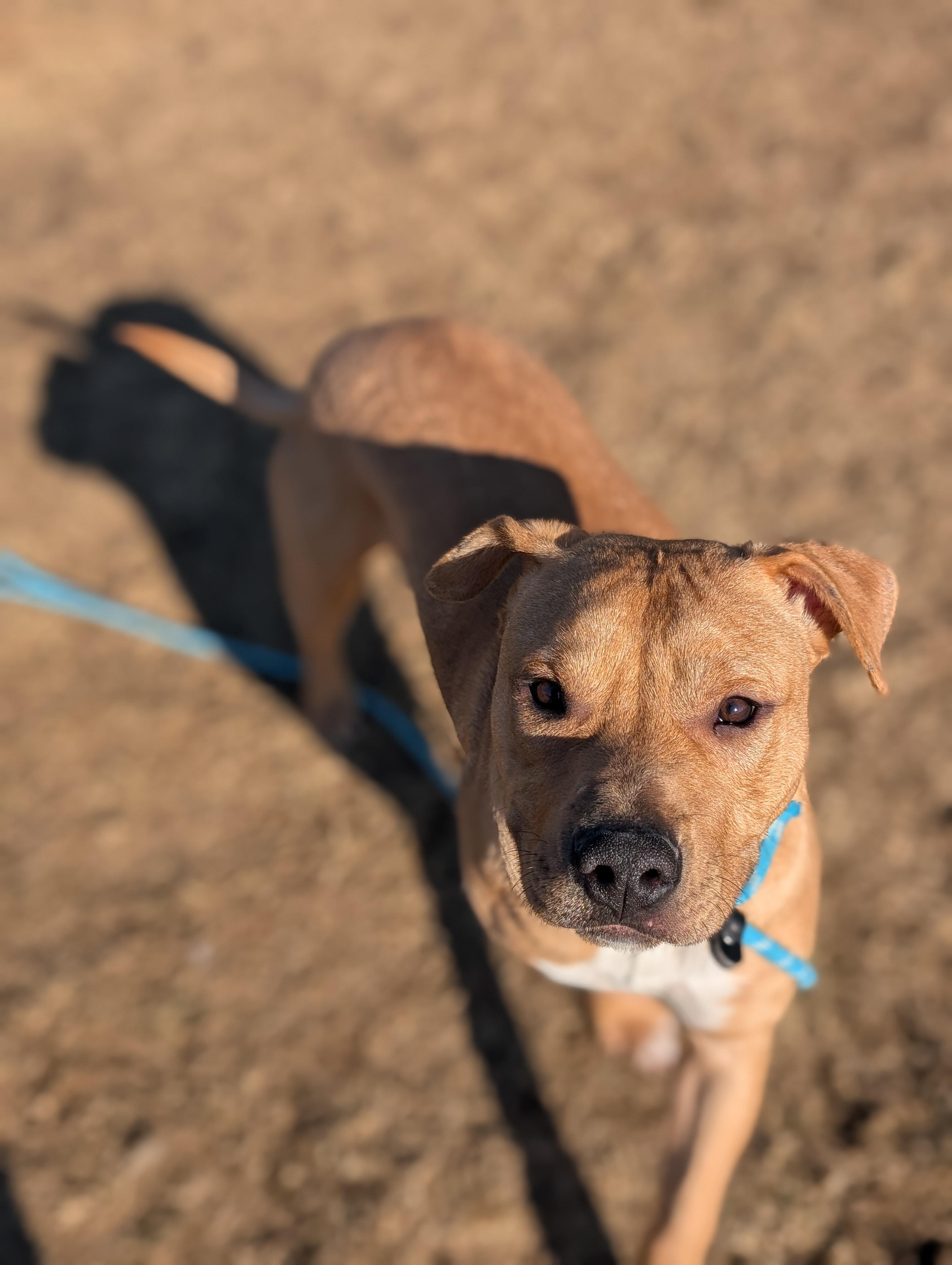 Enlarge Chucky- Long Timer Special!, a Adoptable mixed breed in Cedar Rapids, IA image 5/6