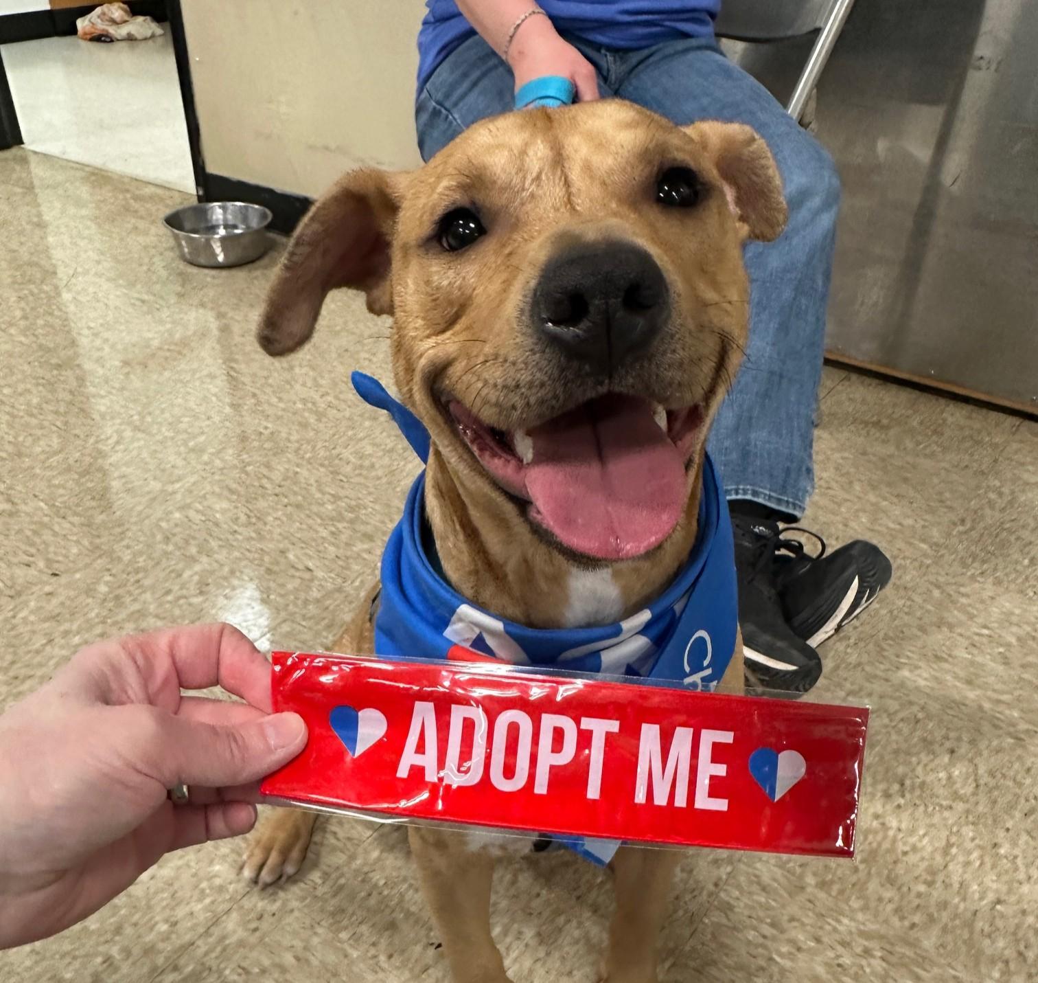 Enlarge Chucky- Long Timer Special!, a Adoptable mixed breed in Cedar Rapids, IA image 1/6