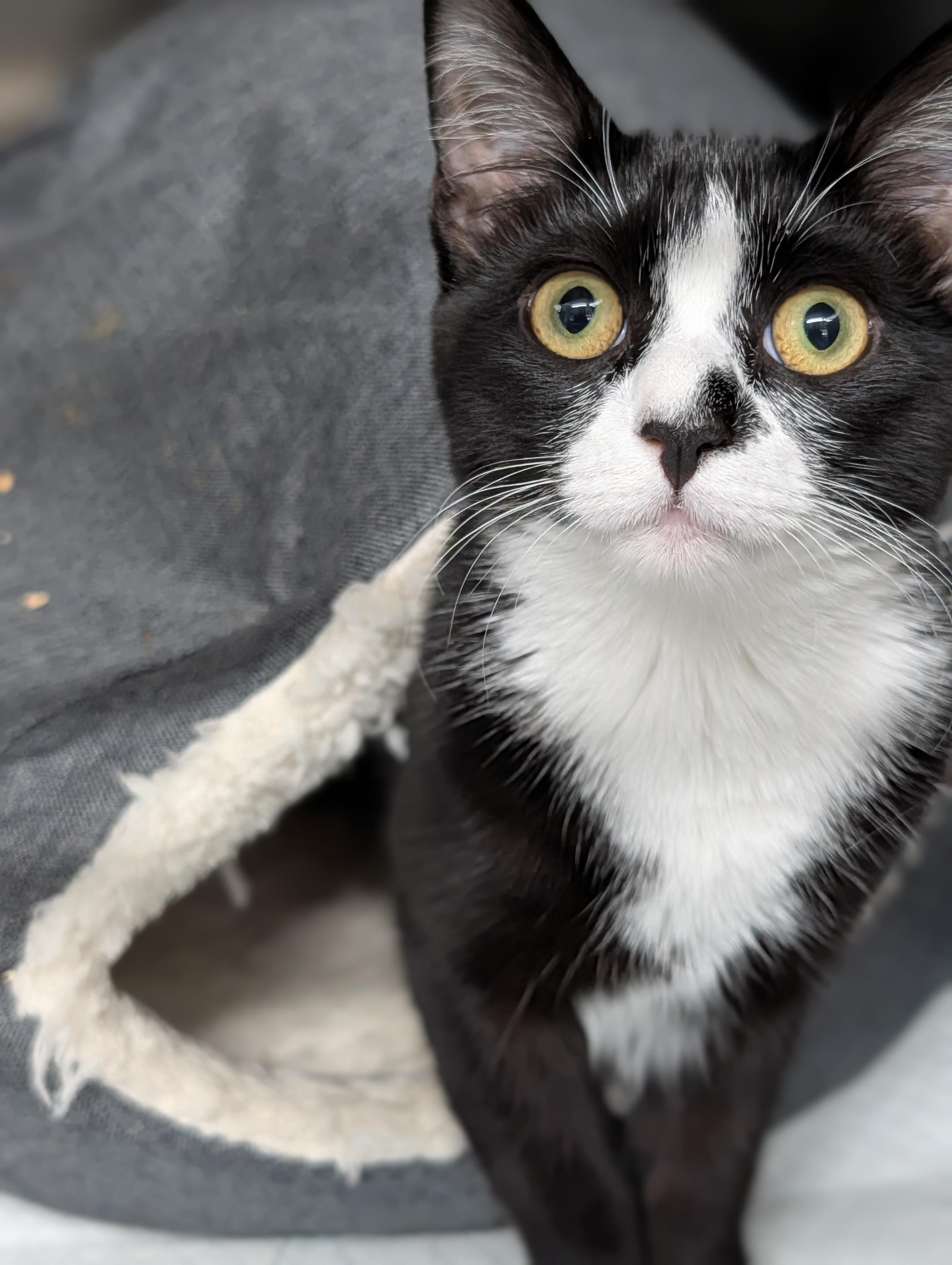 Ruth, ADOPTABLE, Young Female Domestic Short Hair.