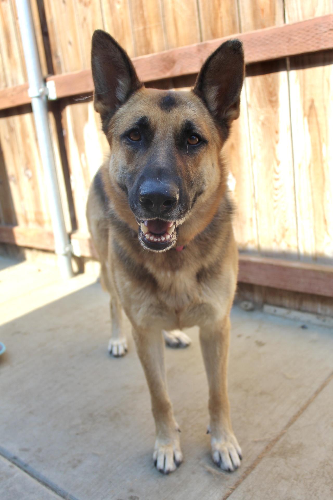 Momma, a Adoptable German Shepherd Dog in Rialto, CA image 1/3