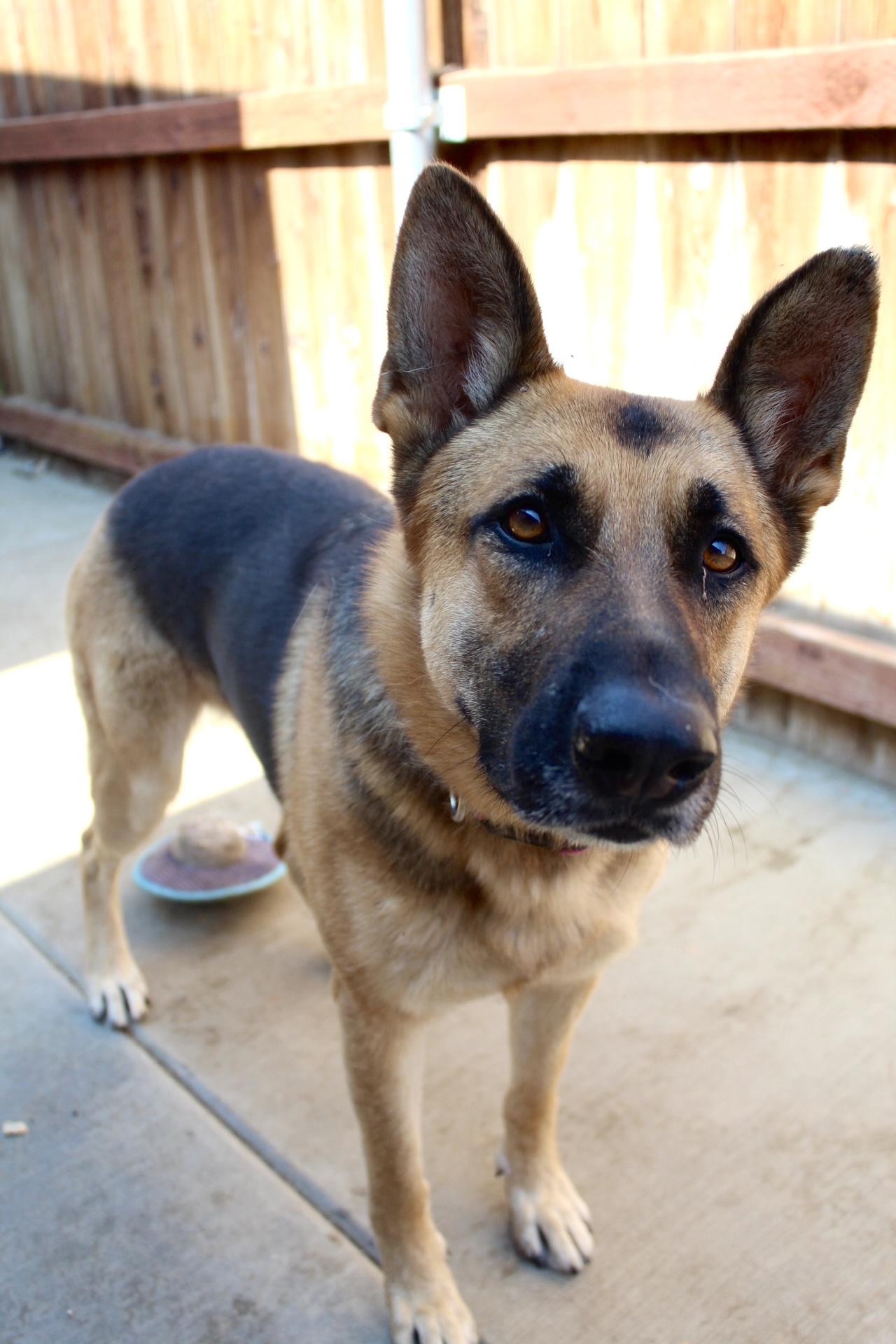 Momma, a Adoptable German Shepherd Dog in Rialto, CA image 2/3
