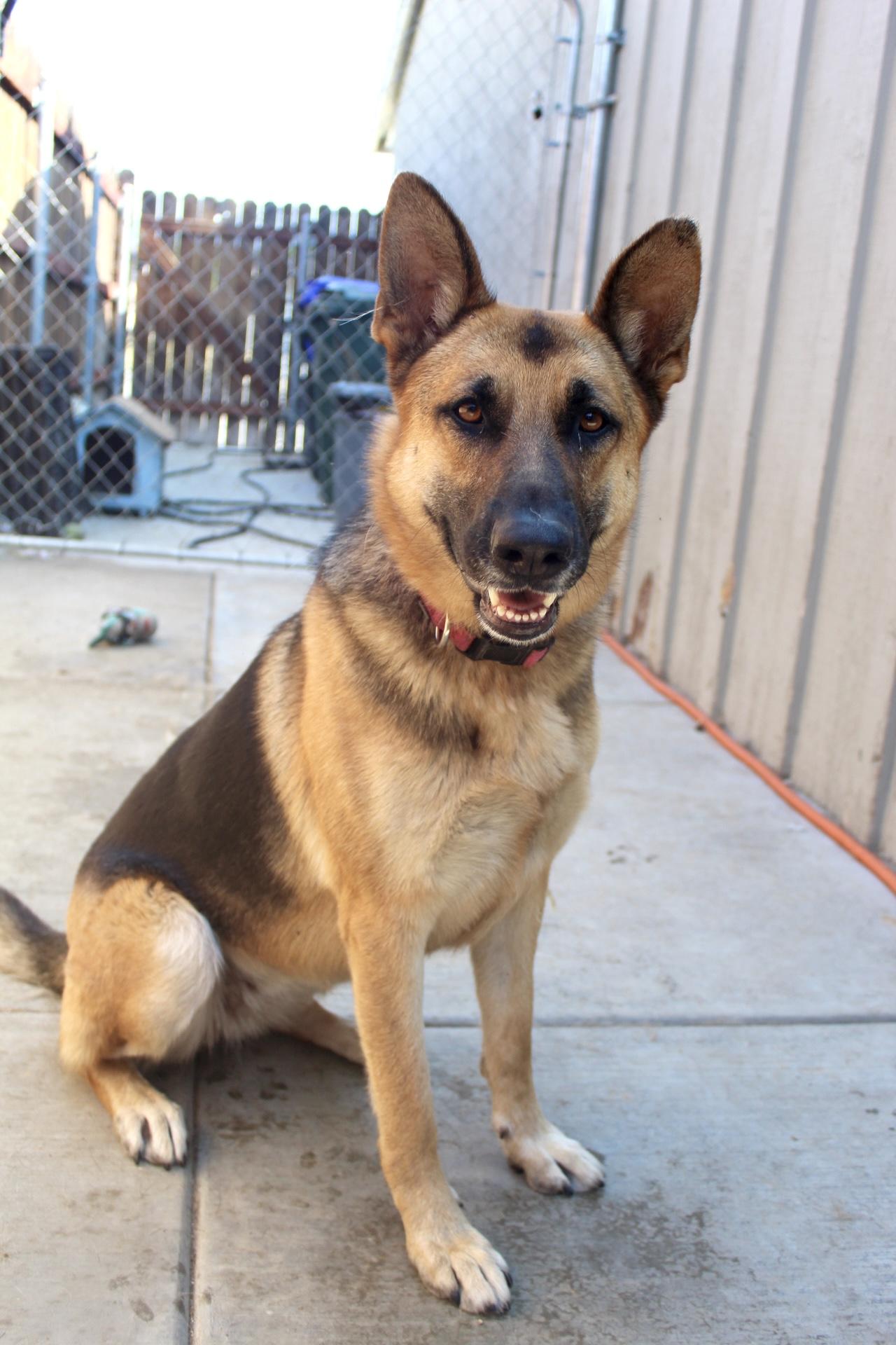 Momma, a Adoptable German Shepherd Dog in Rialto, CA image 3/3