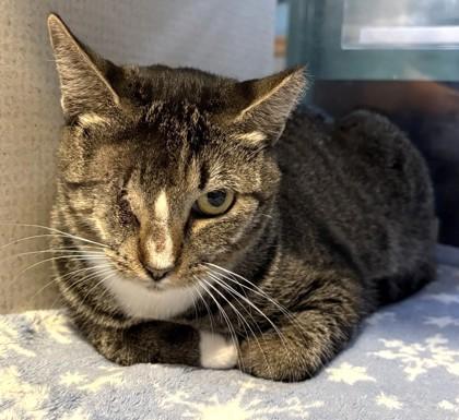 Enlarge Bernice, a Adopted Domestic Short Hair in Stanwood, WA image 1/1