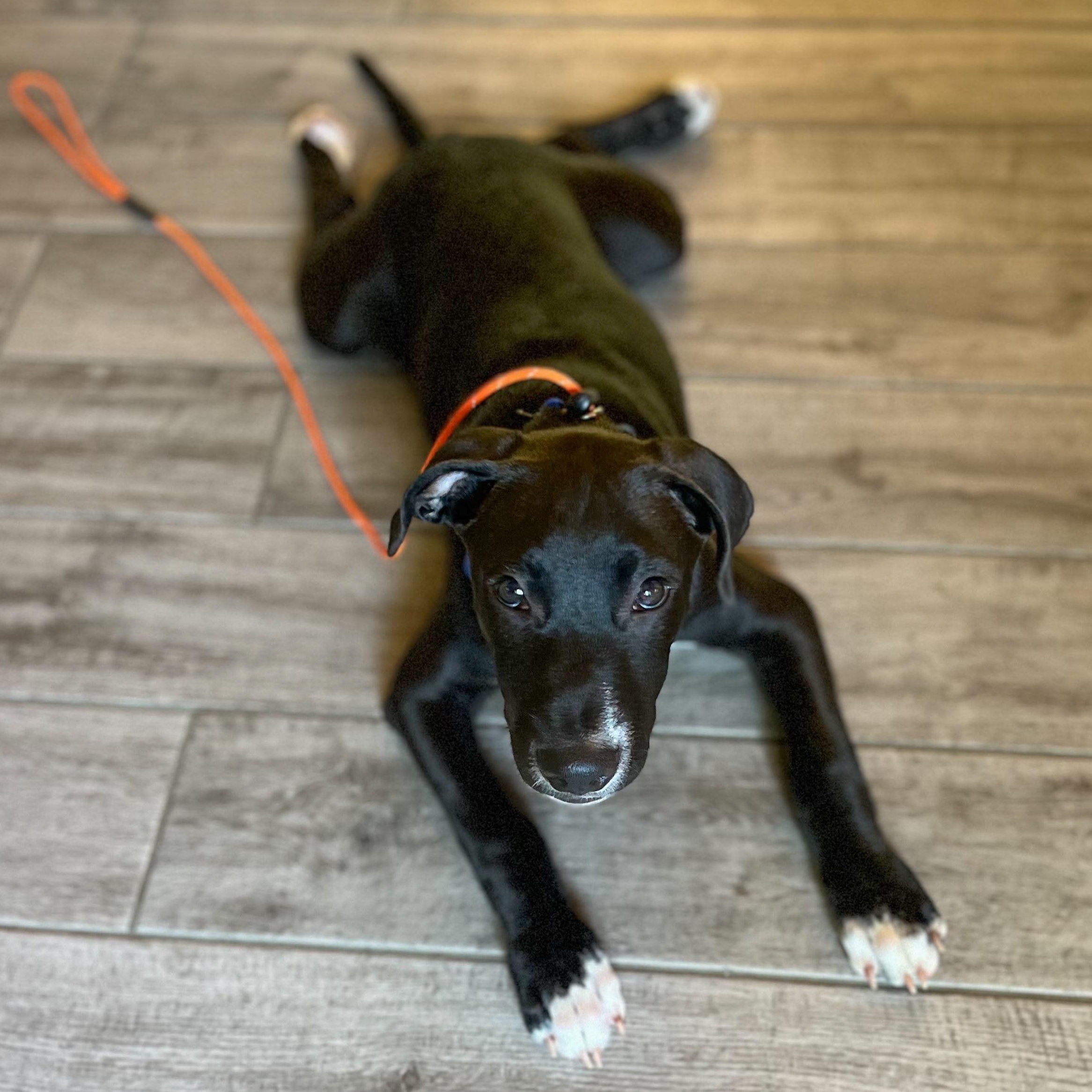 Midnight, a Adoptable mixed breed in Midland, MI image 2/4