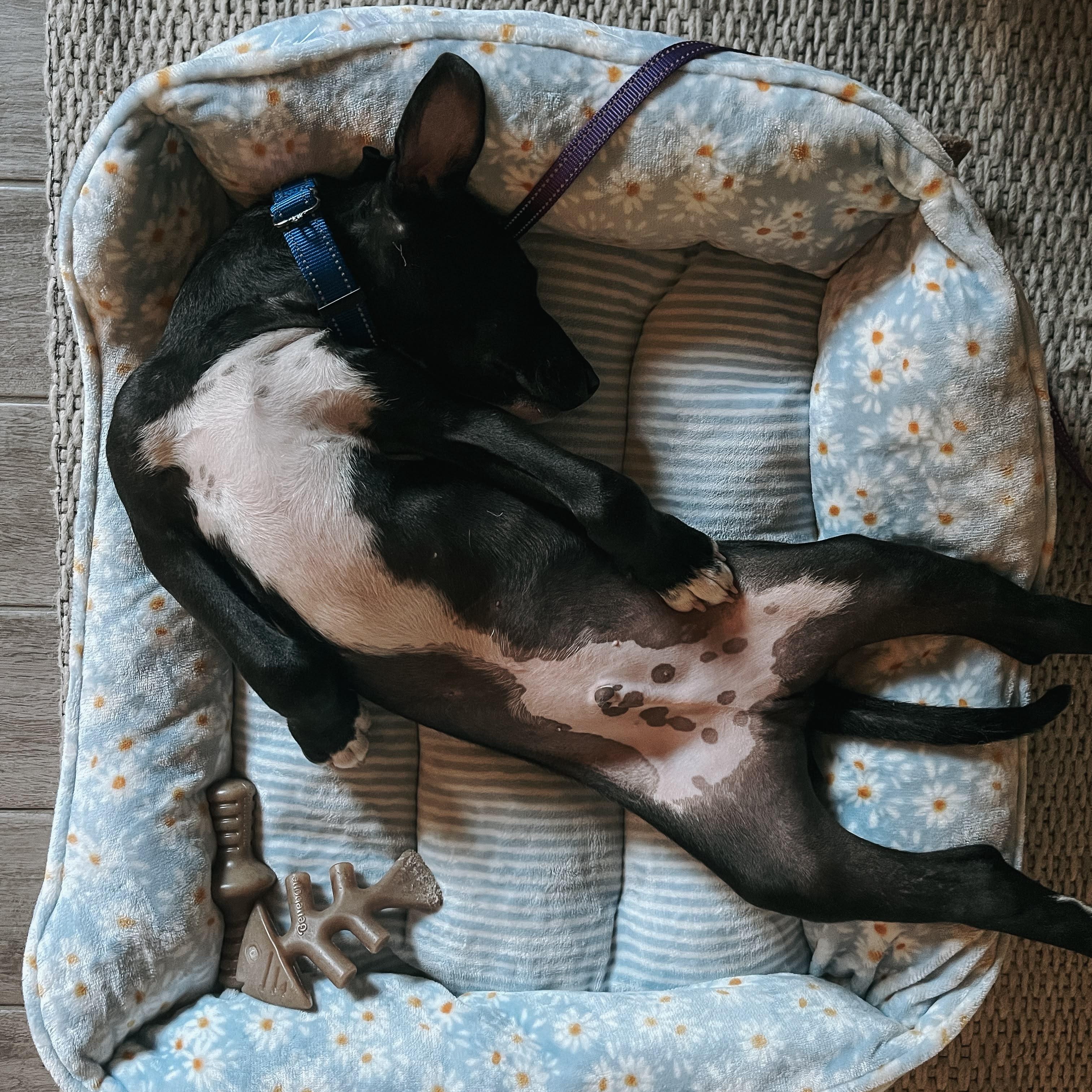 Midnight, a Adoptable mixed breed in Midland, MI image 3/4