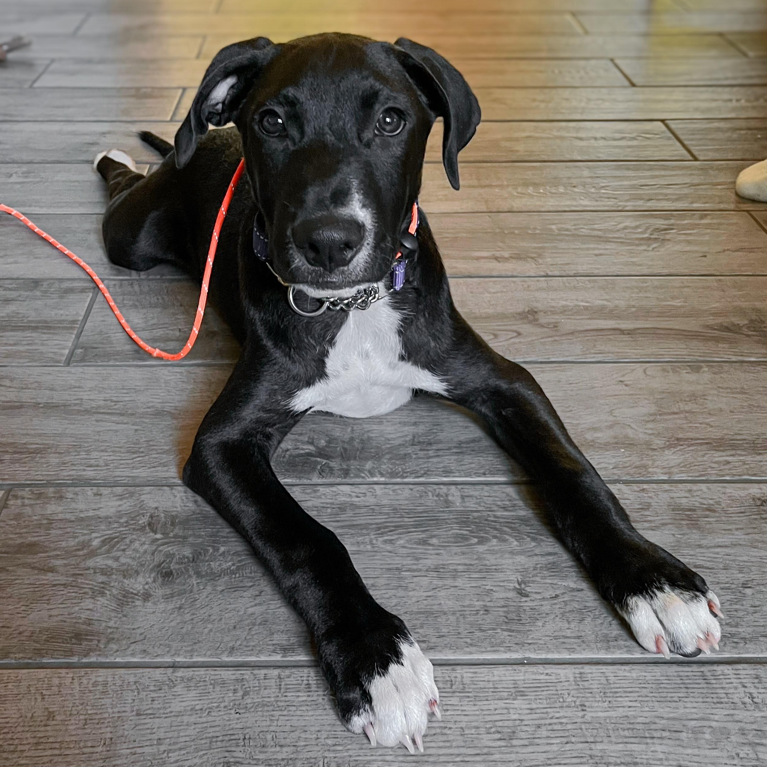 Midnight, Adoptable, Puppy Male Labrador Retriever & Pit Bull Terrier.