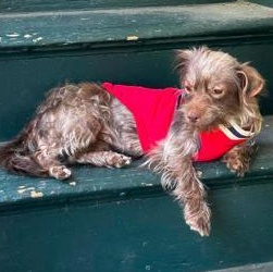 Enlarge Nelly - Adoption Pending, an adopted mixed breed in Warren, NJ image 2/6