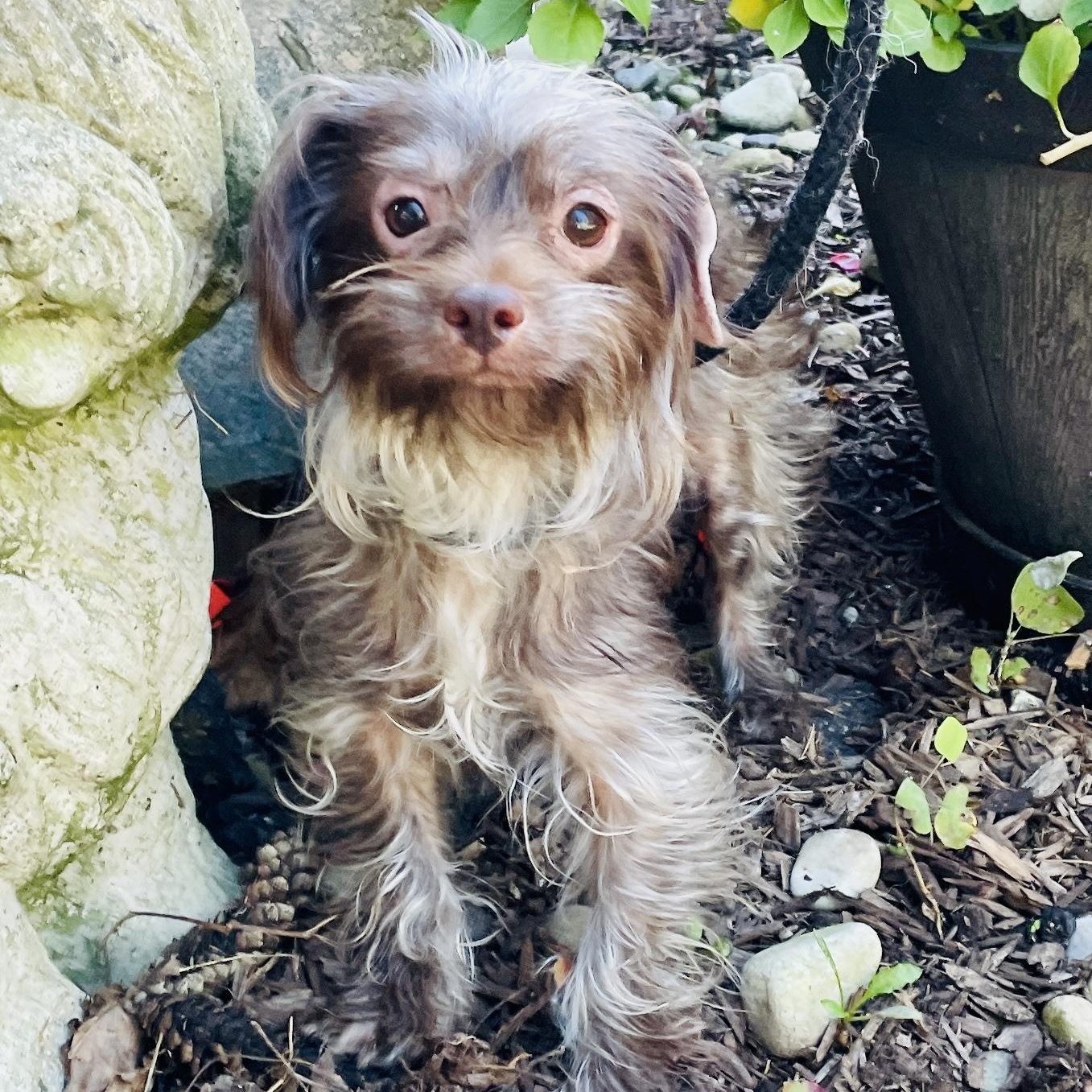 Enlarge Nelly - Adoption Pending, an adopted mixed breed in Warren, NJ image 1/6