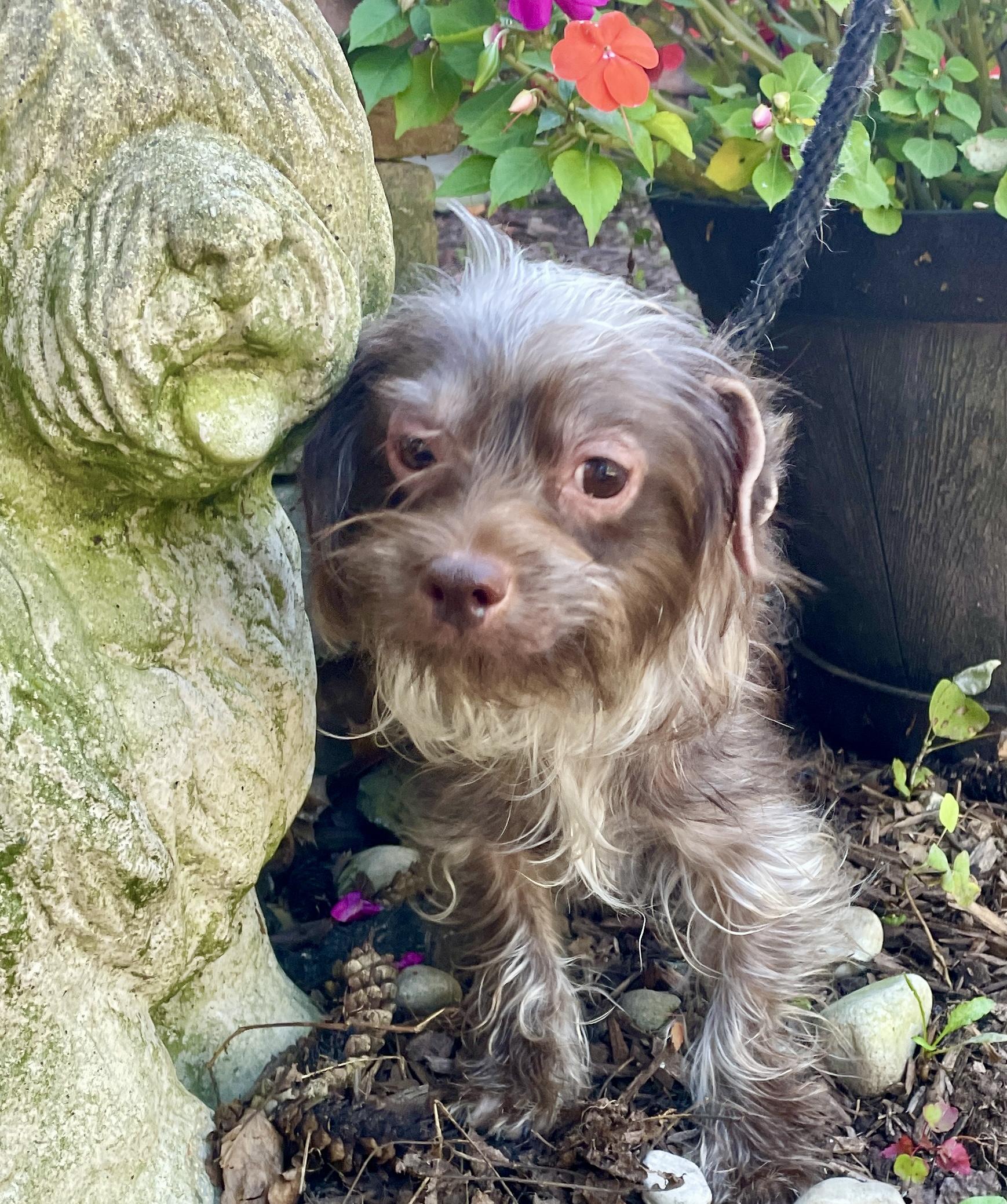 Enlarge Nelly - Adoption Pending, an adopted mixed breed in Warren, NJ image 4/6