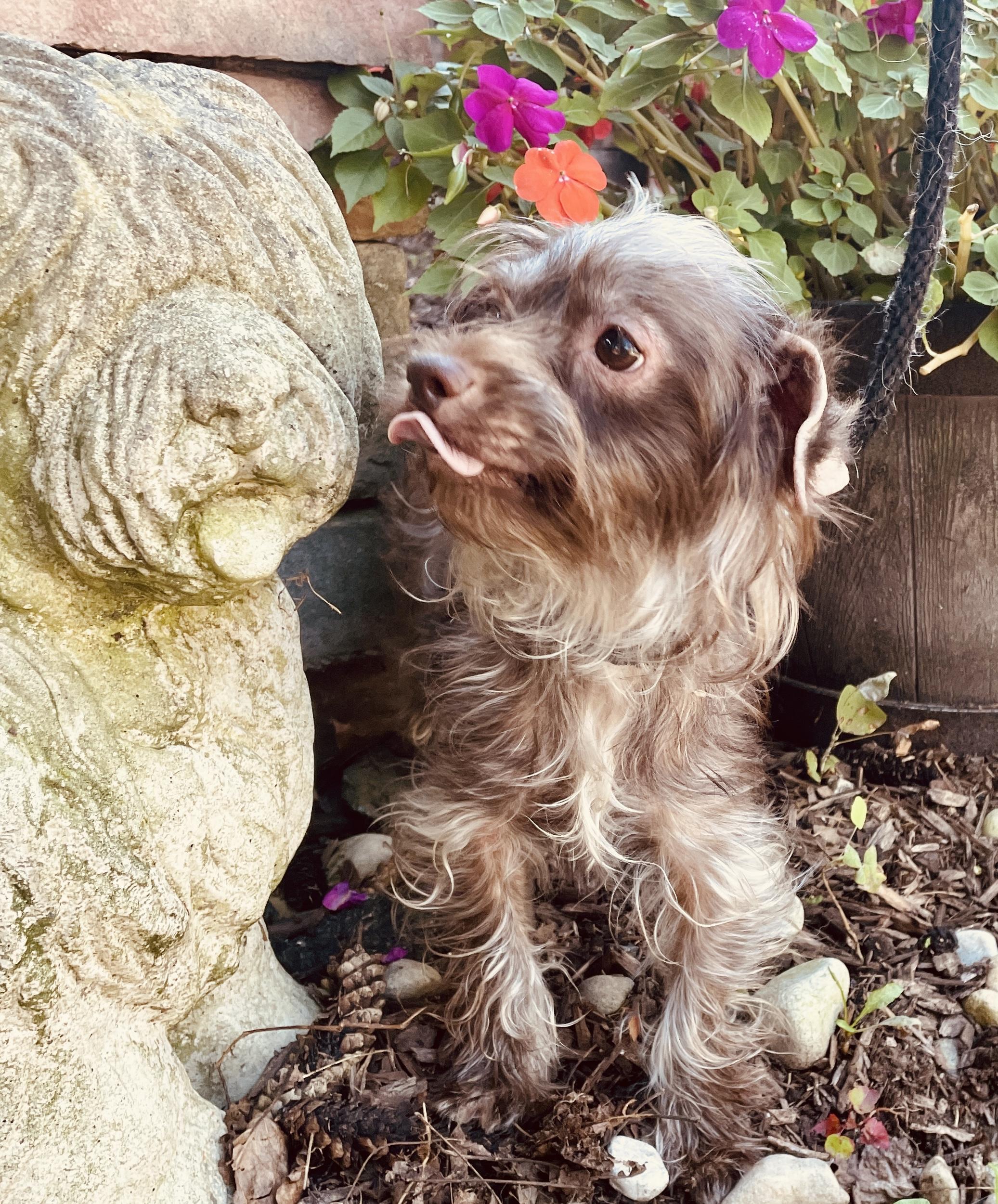 Enlarge Nelly - Adoption Pending, an adopted mixed breed in Warren, NJ image 5/6