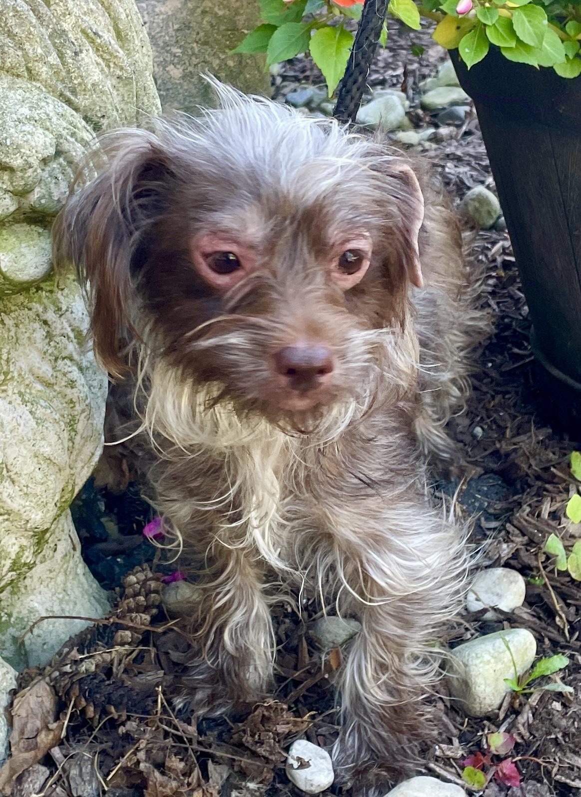 Enlarge Nelly - Adoption Pending, an adopted mixed breed in Warren, NJ image 6/6