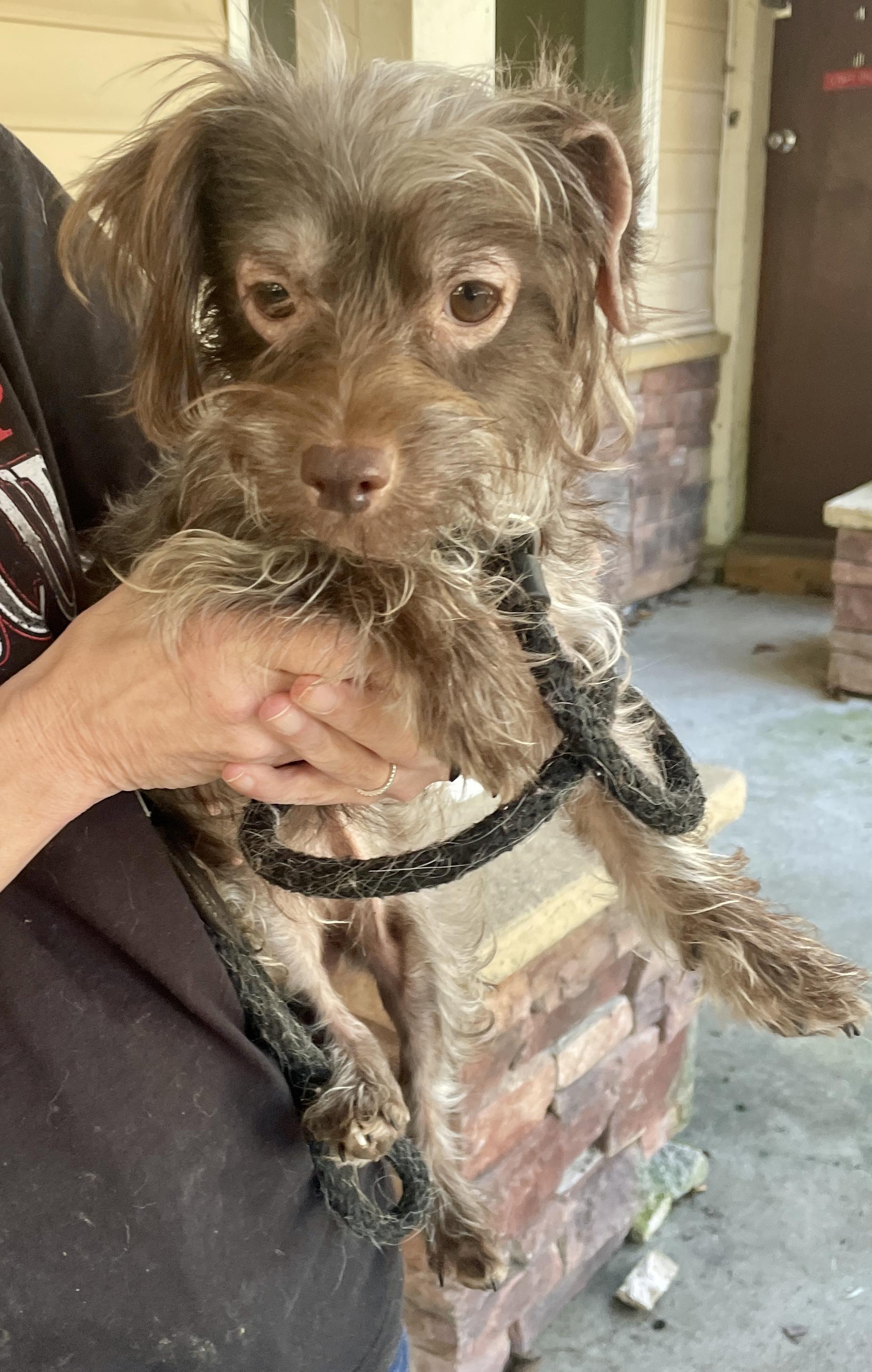 Enlarge Nelly - Adoption Pending, an adopted mixed breed in Warren, NJ image 3/6