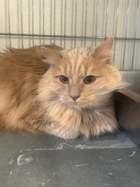 Enlarge King, a Adoptable mixed breed in Rock Springs, WY image 1/1